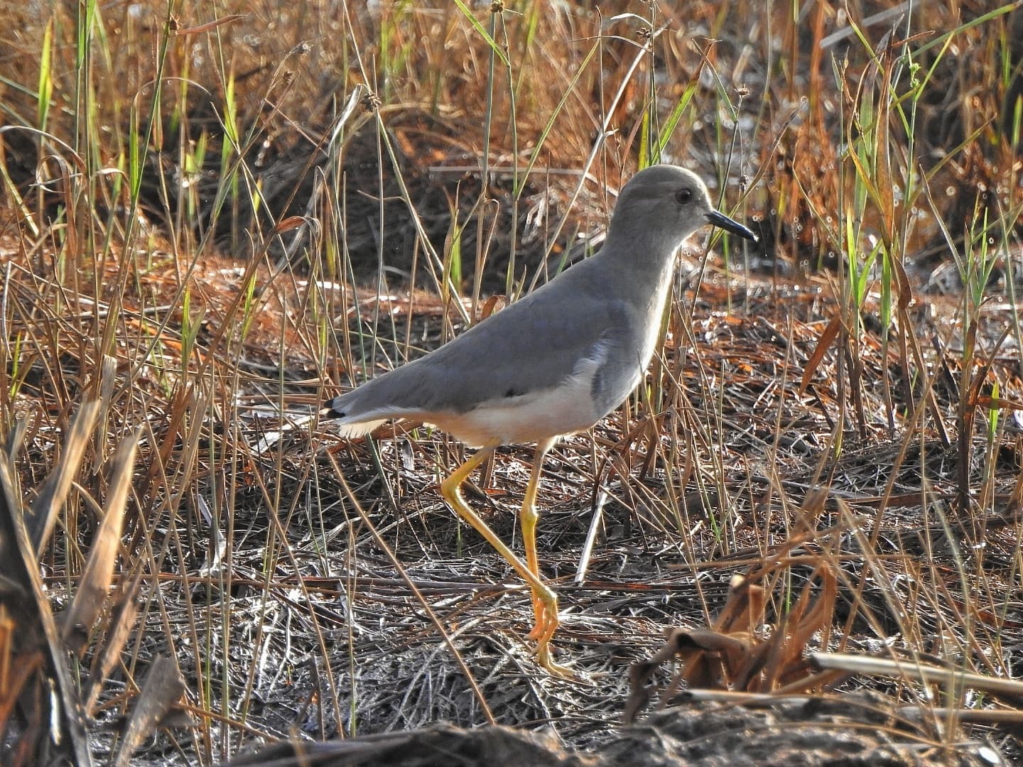 witstaartkievit (Vanellus leucurus) - White tailed lapwing 4
