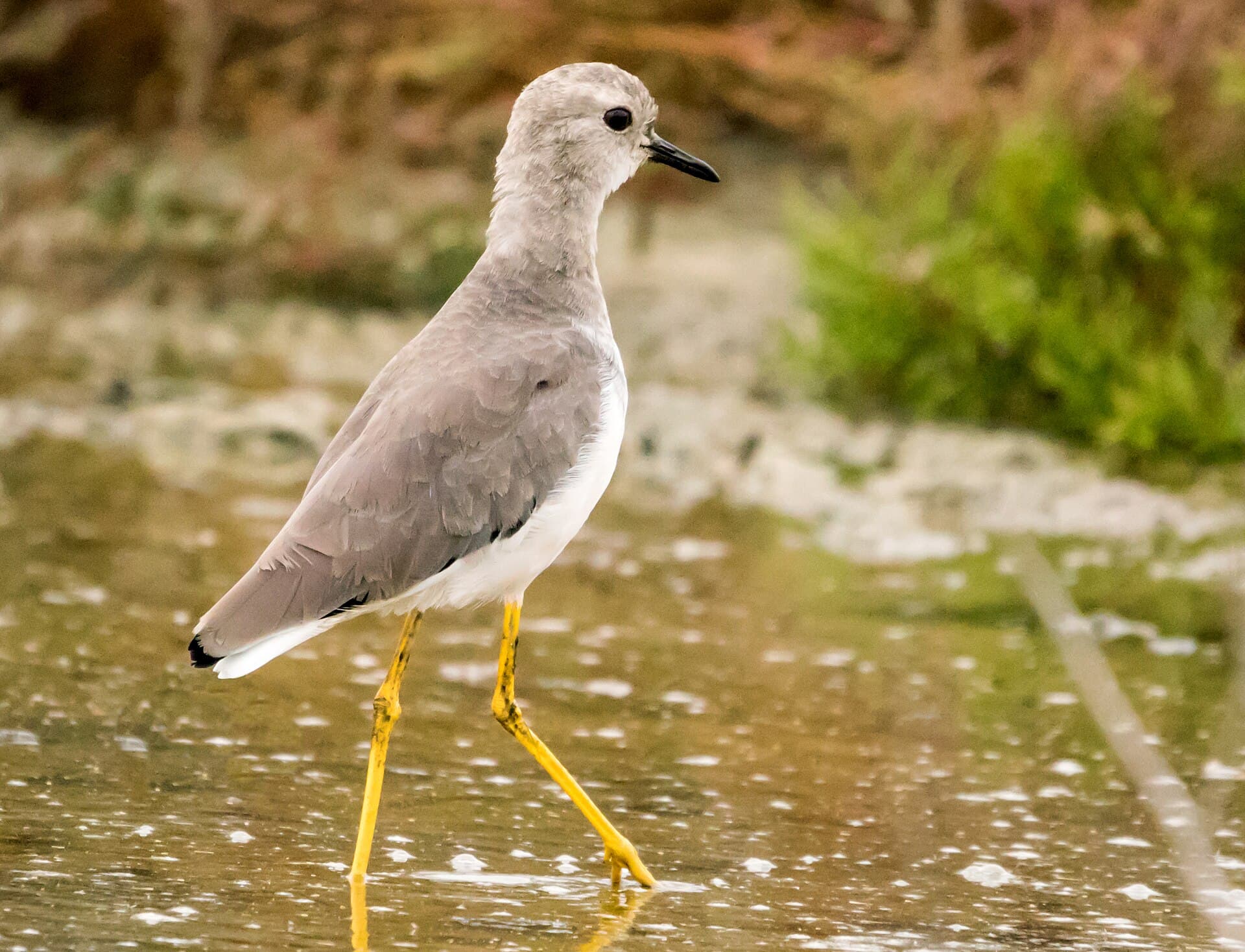 witstaartkievit (Vanellus leucurus) - Vanellus leucurus, Ag-Gel National Park
