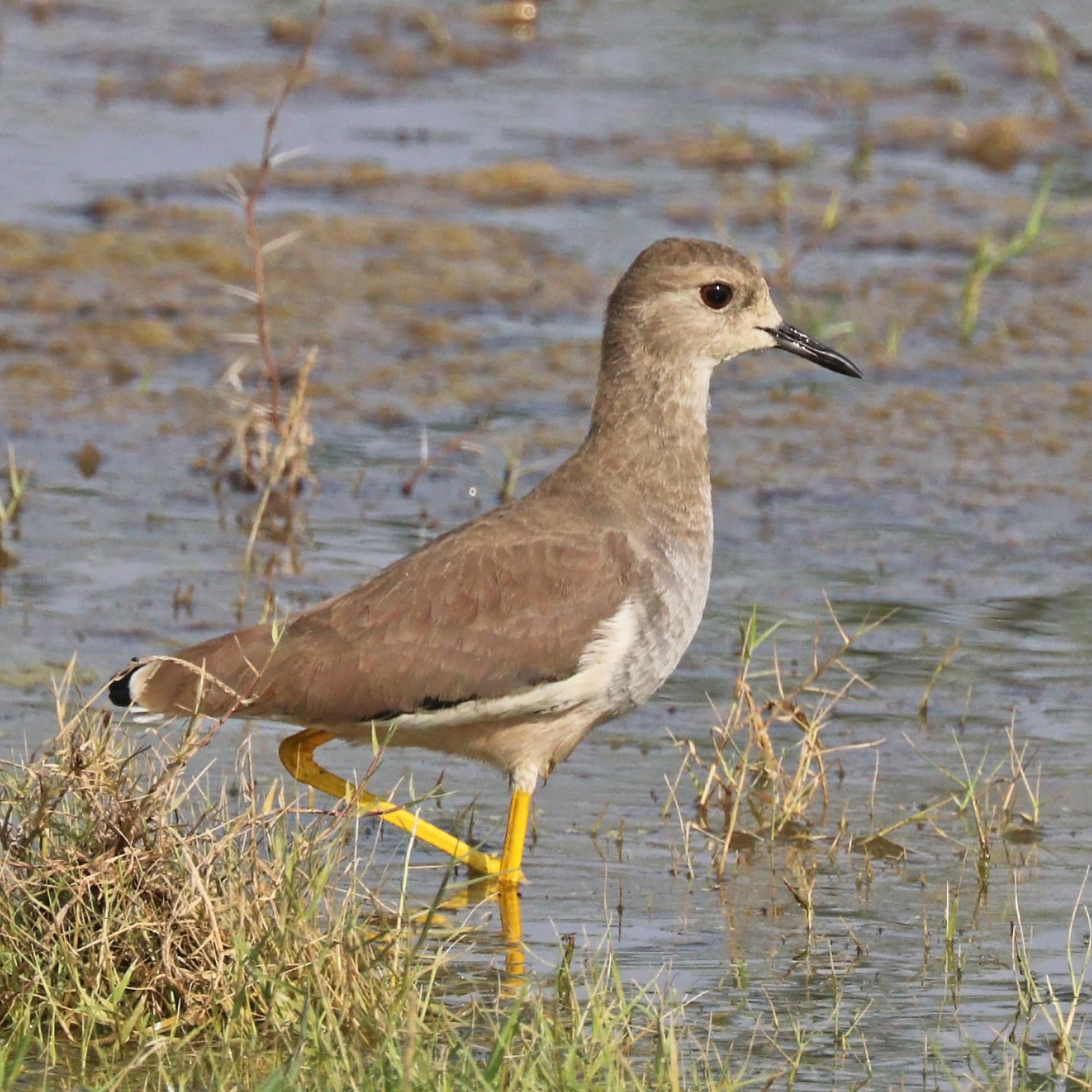 witstaartkievit (Vanellus leucurus) - White-tailed lapwing (Vanellus leucurus)