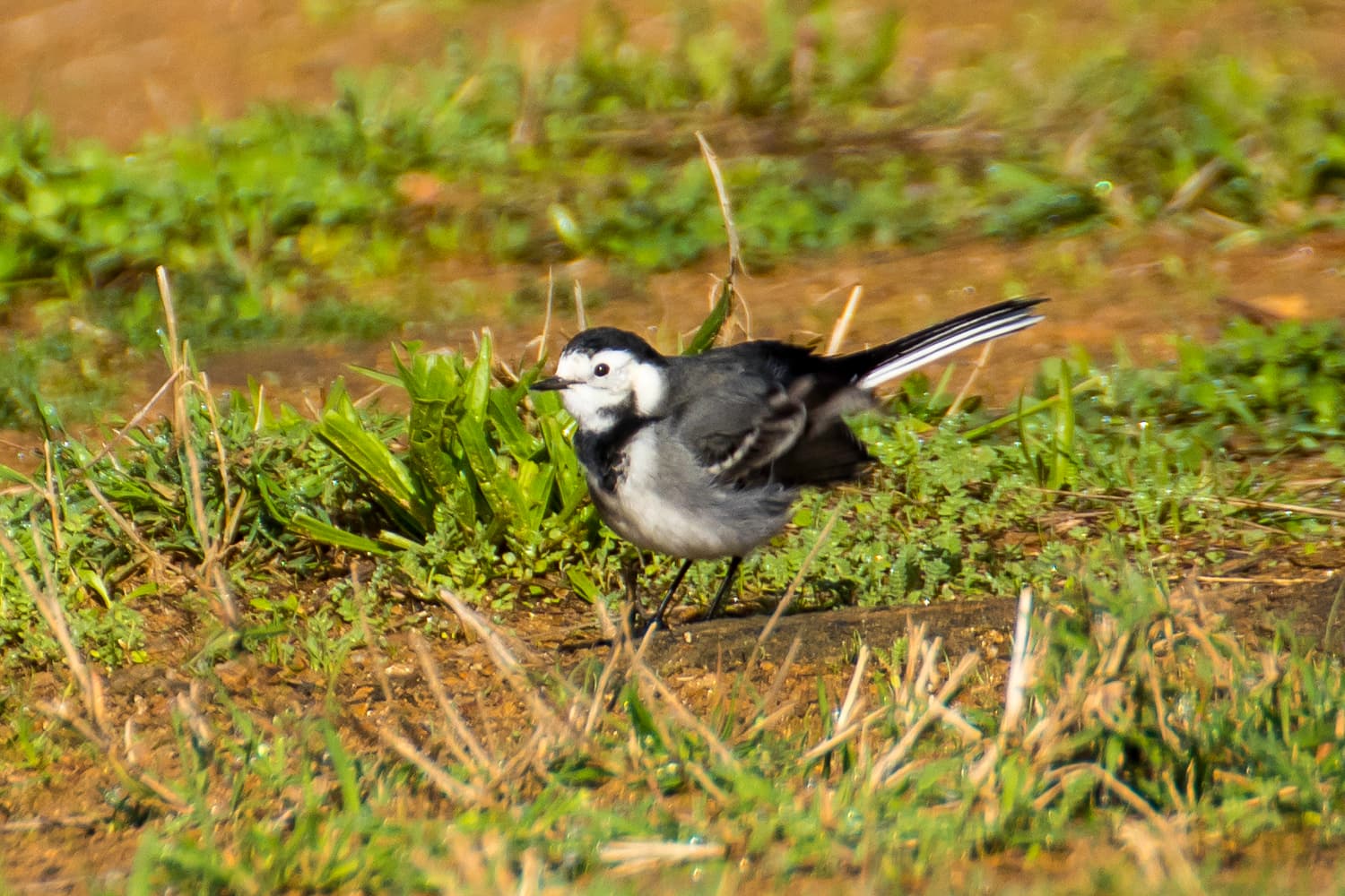 Witte Kwikstaart (Motacilla alba) - Lavandeira branca