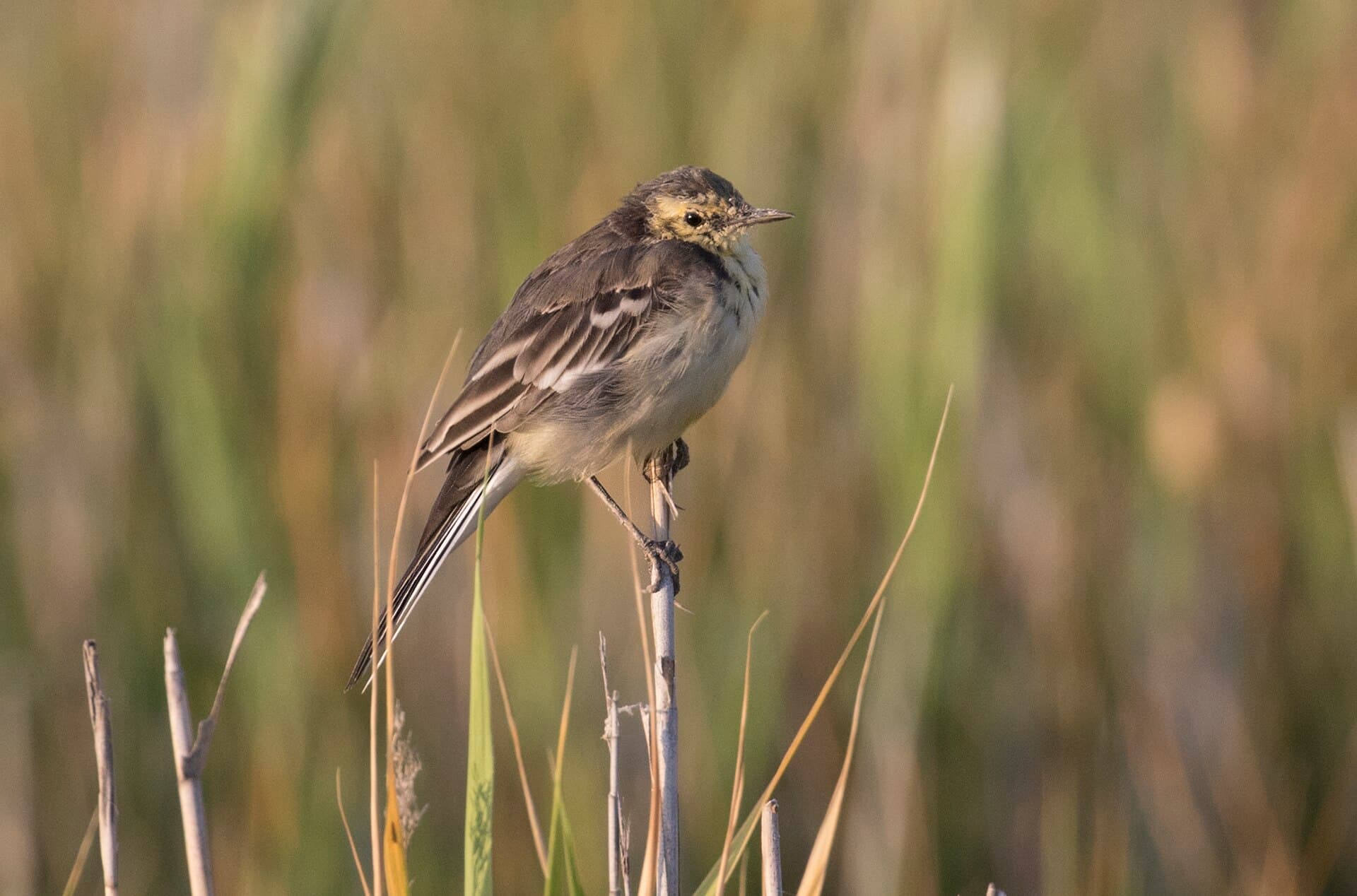 Witte Kwikstaart (Motacilla alba) - Motacilla alba - White Wagtail Juvenile 01
