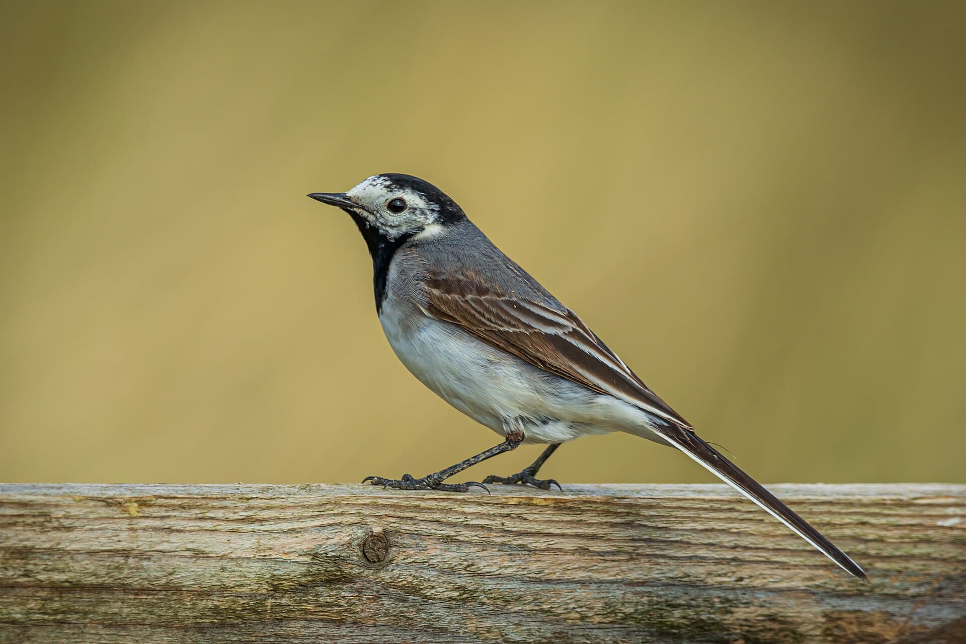 Witte Kwikstaart (Motacilla alba) - Bachstelze (motacilla alba) - Spiekeroog, Nationalpark niedersächsisches Wattenmeer (3)