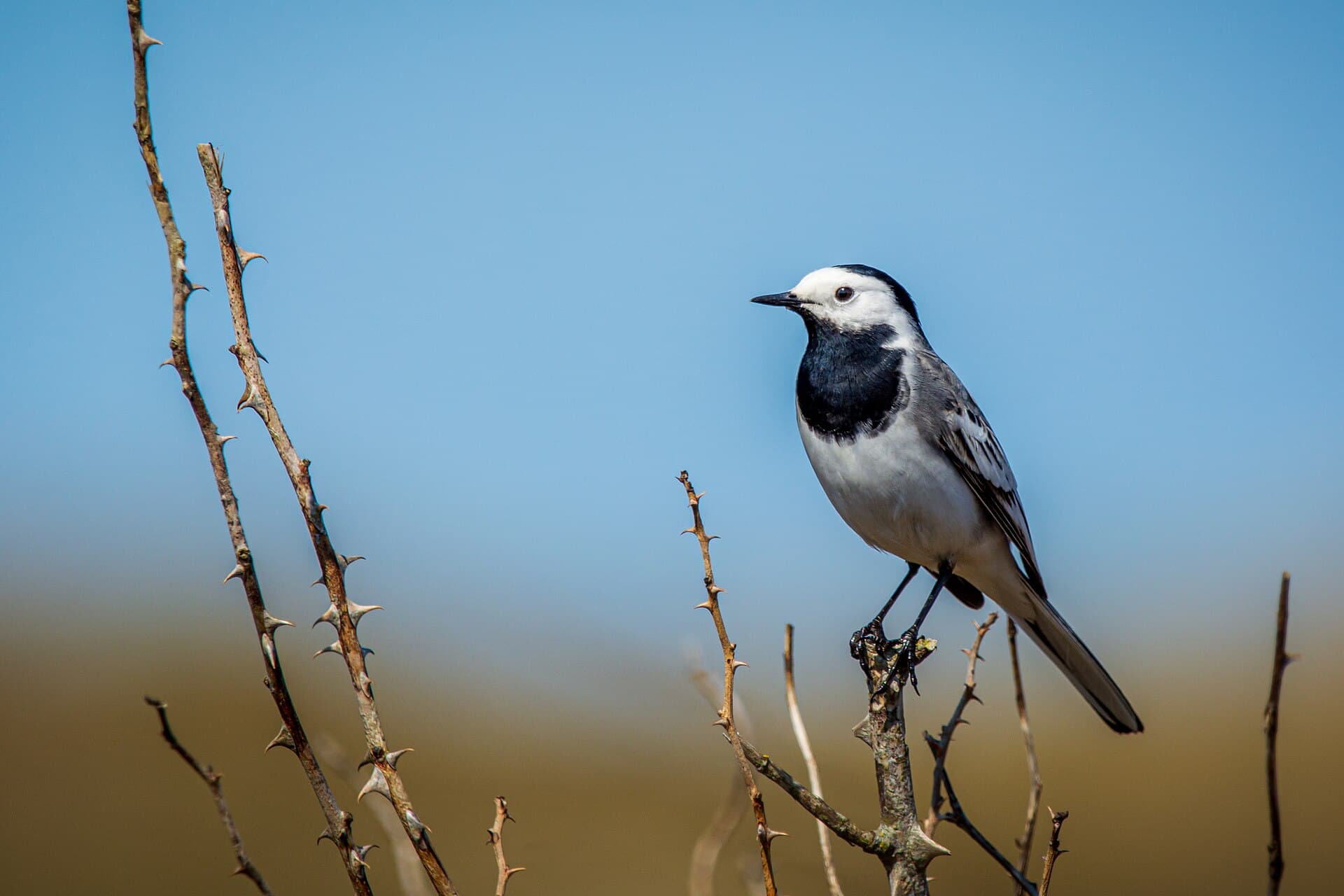 Witte Kwikstaart (Motacilla alba) - Bachstelze (motacilla alba) auf Singwarte - Spiekeroog, Nationalpark niedersächsisches Wattenmeer