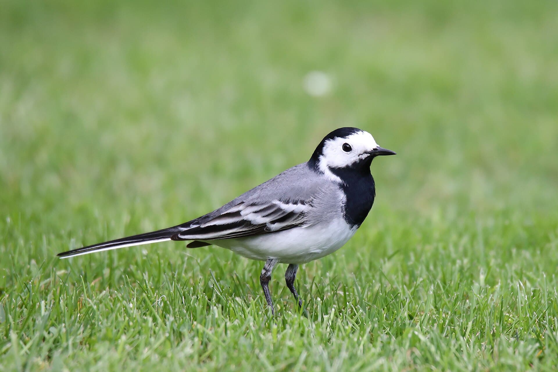 Witte Kwikstaart (Motacilla alba) - 20180415 015 Winterswijk Witte kwikstaart (40785272624)