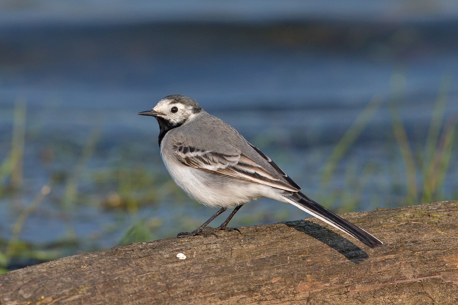 Witte Kwikstaart (Motacilla alba) - White wagtail female first summer