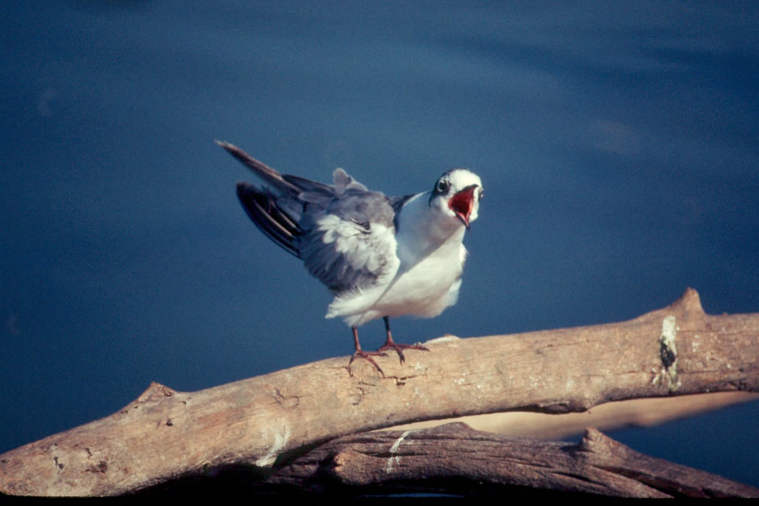 Witvleugelstern (Chlidonias leucopterus) - White-winged black tern on branch