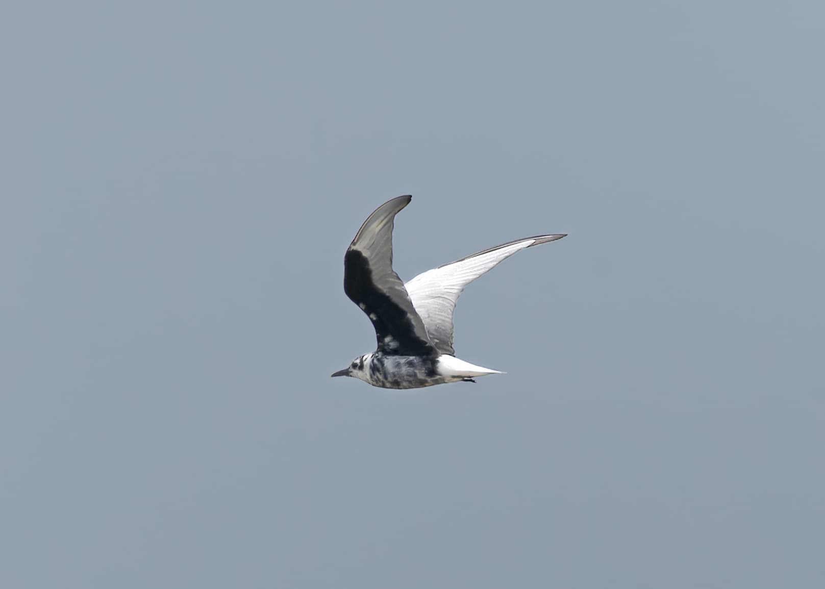 Witvleugelstern (Chlidonias leucopterus) - White-winged Tern in Bakkhali April 2026 by Tisha Mukherjee 01