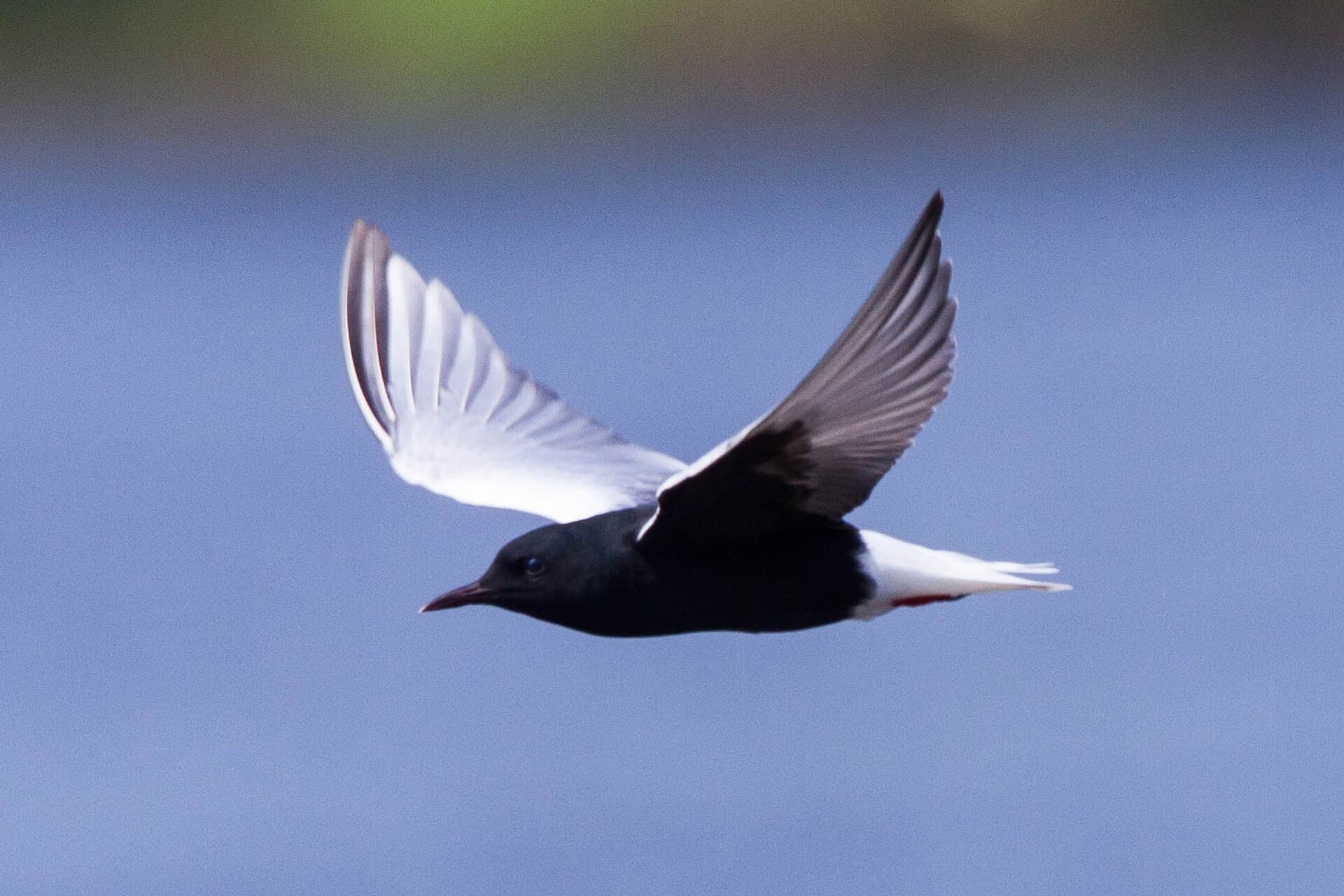 Witvleugelstern (Chlidonias leucopterus) - White-winged Tern (Chlidonias leucopterus) (14365589502)