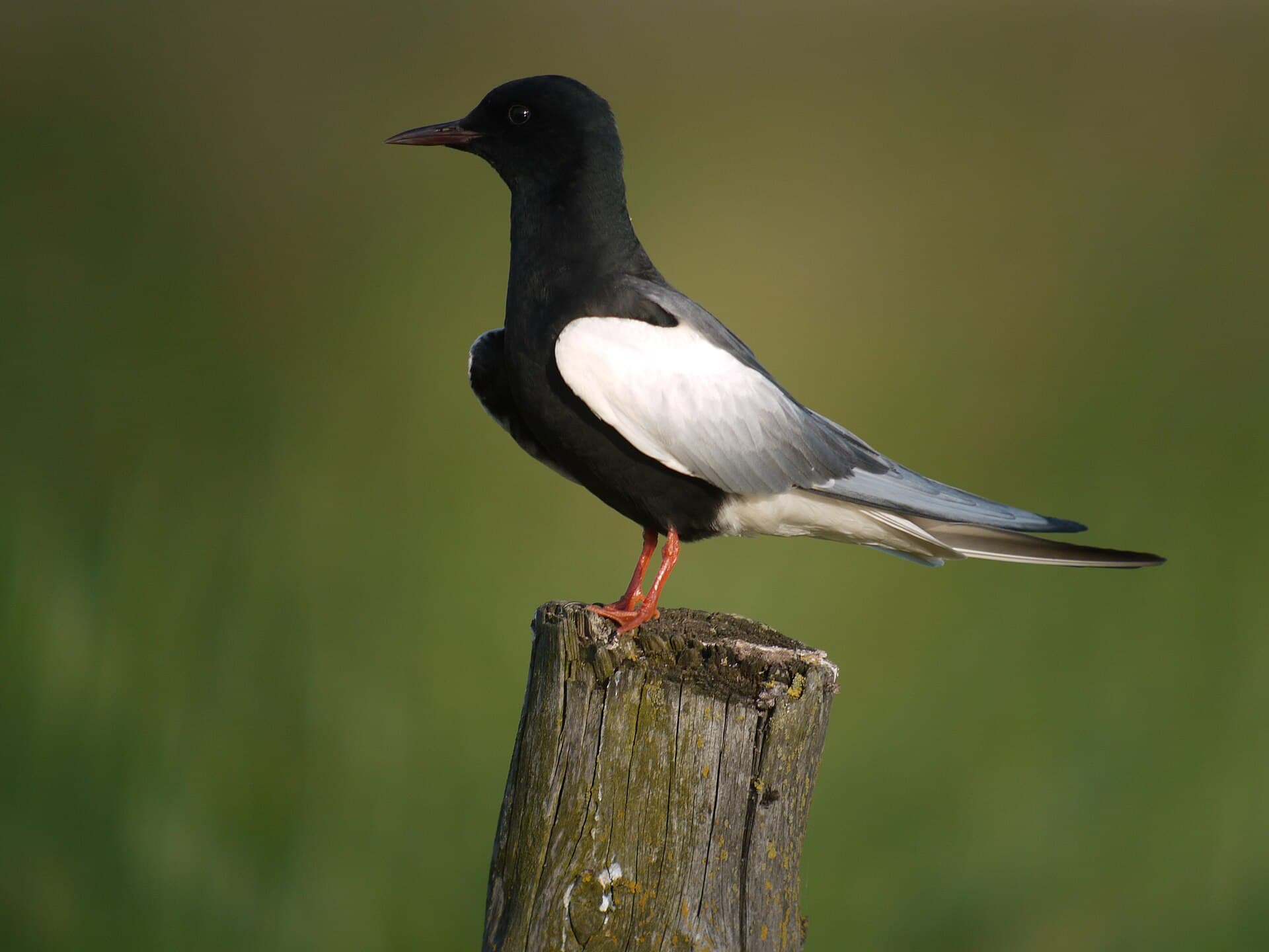 Witvleugelstern (Chlidonias leucopterus) - White-winged Tern, Mścichy, Biebrzański Park Narodowy, Polska