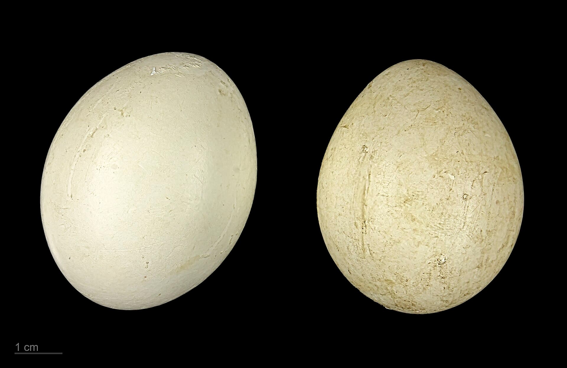 Witwangfluiteend (Dendrocygna viduata) - Dendrocygna viduata MHNT.ZOO.2010.11.34.3