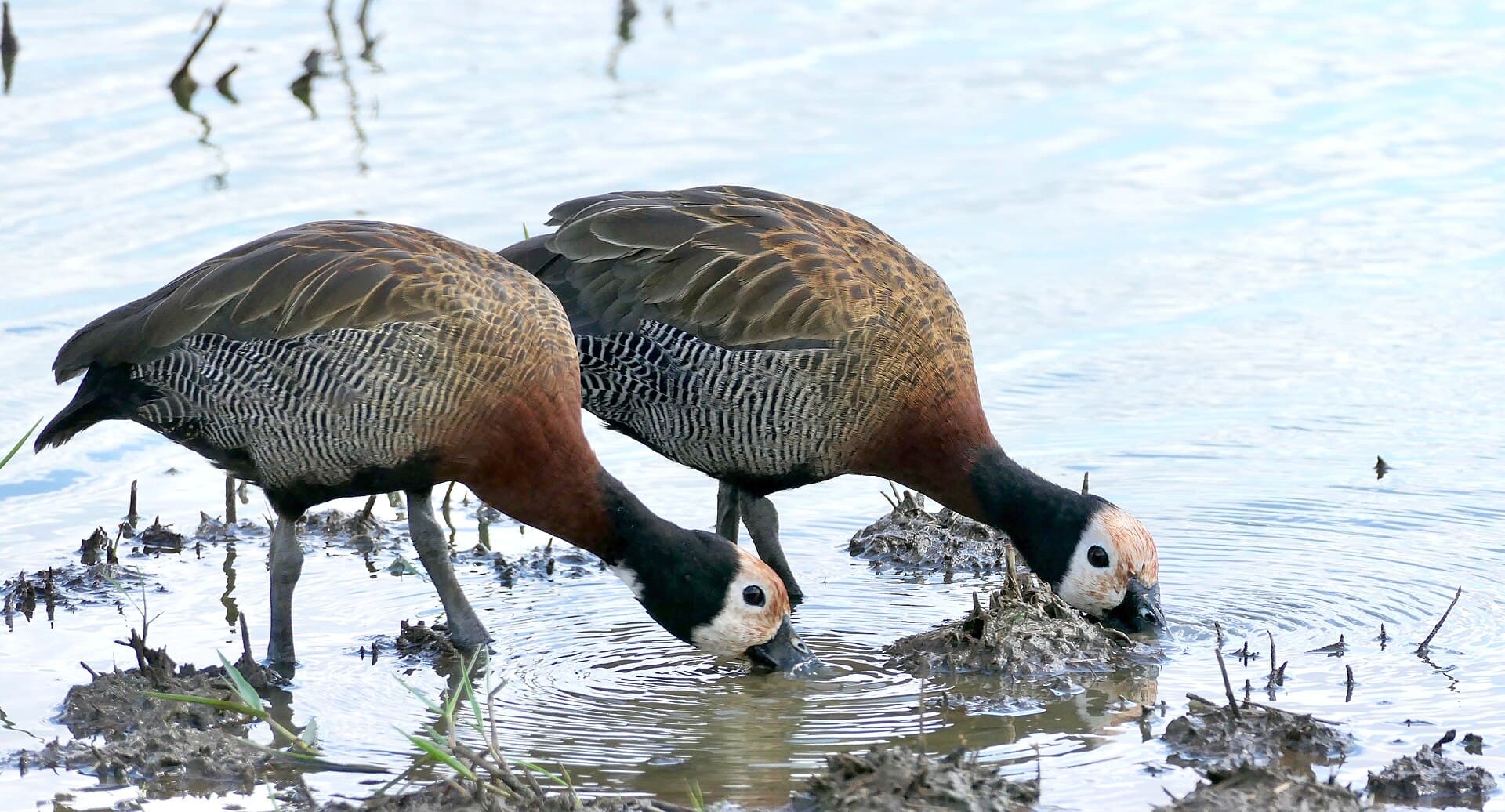 Witwangfluiteend (Dendrocygna viduata) - White-faced Whistling-Ducks (Dendrocygna viduata)