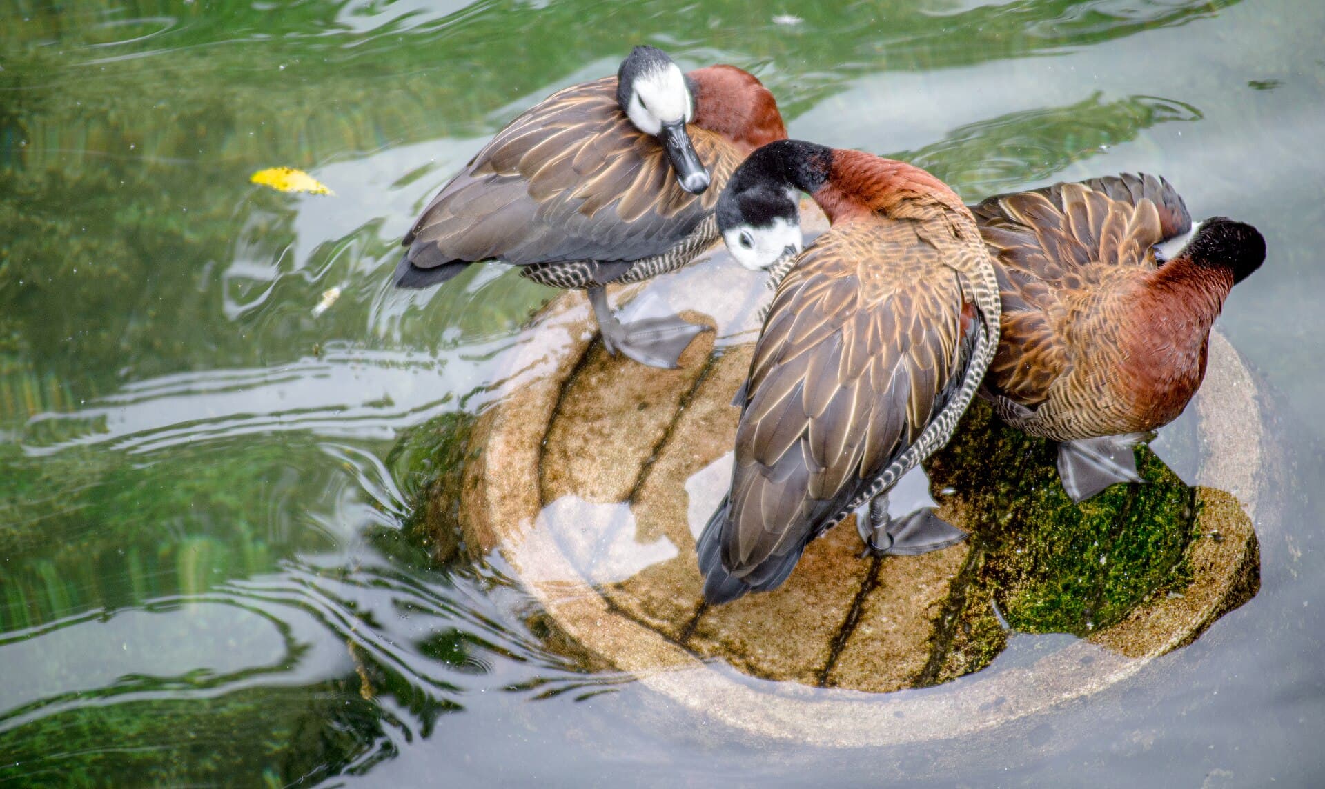 Witwangfluiteend (Dendrocygna viduata) - White-faced whistling ducks in Indonesia