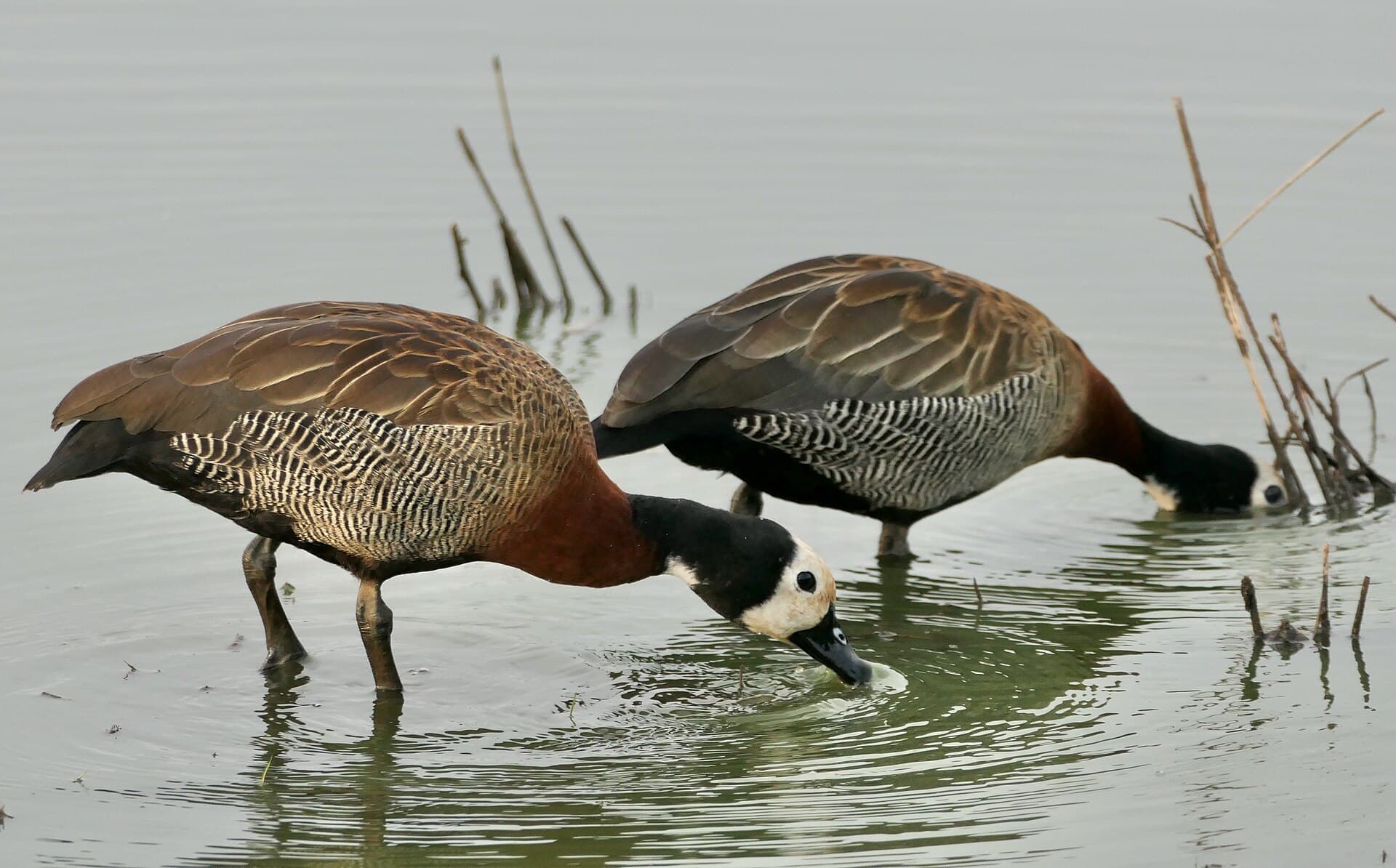 Witwangfluiteend (Dendrocygna viduata) - White-faced Whistling-Ducks (Dendrocygna viduata) 2024-12-12