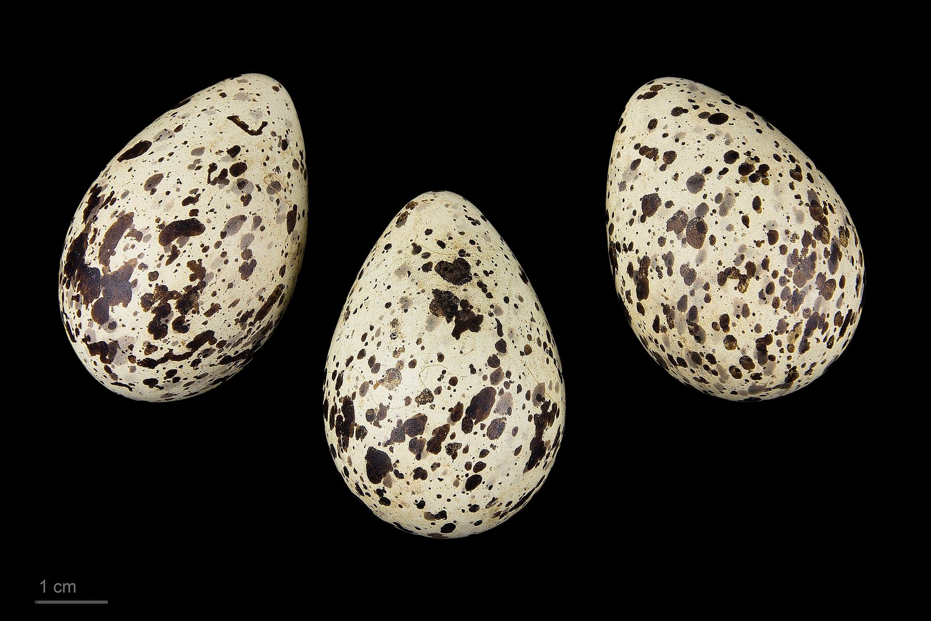 Witwangstern (Chlidonias hybrida) - Chlidonias hybrida hybrida MHNT.ZOO.2010.11.132.7