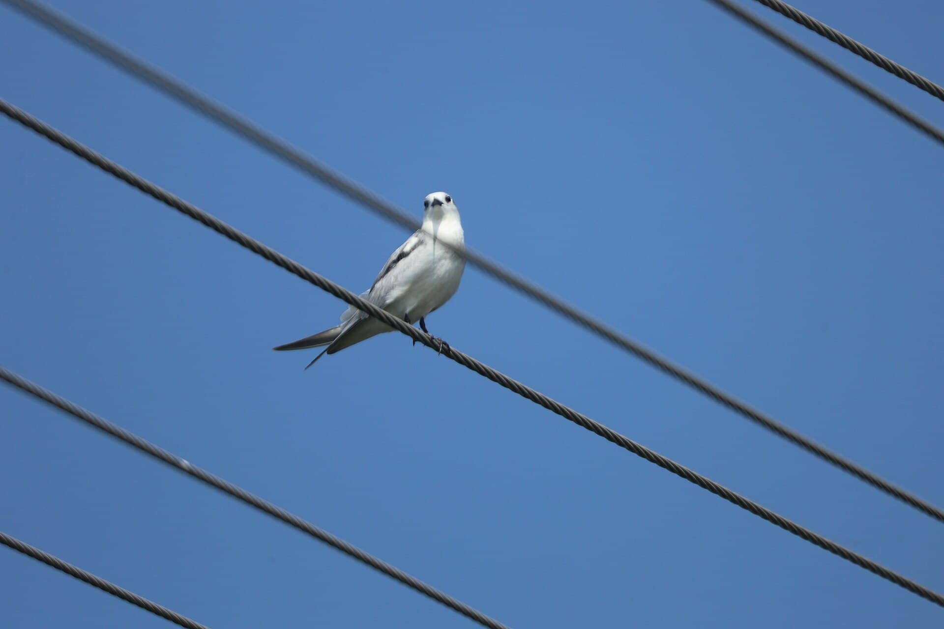 Witwangstern (Chlidonias hybrida) - Whiskered tern from Changaram wetland, Kerala (4)