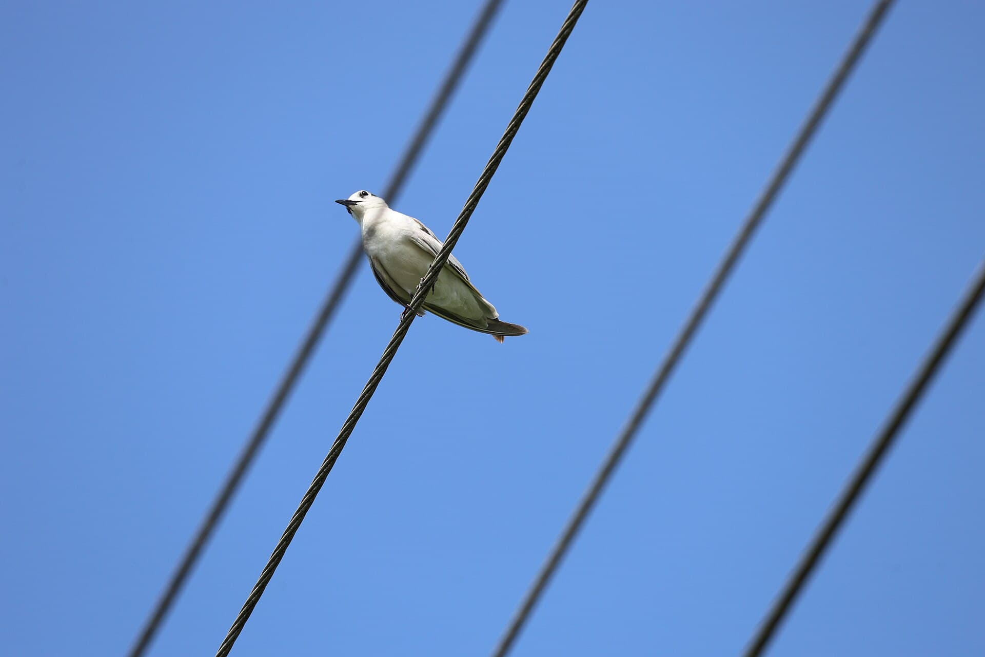 Witwangstern (Chlidonias hybrida) - Whiskered tern resting, Changaram wetland Kerala (1)