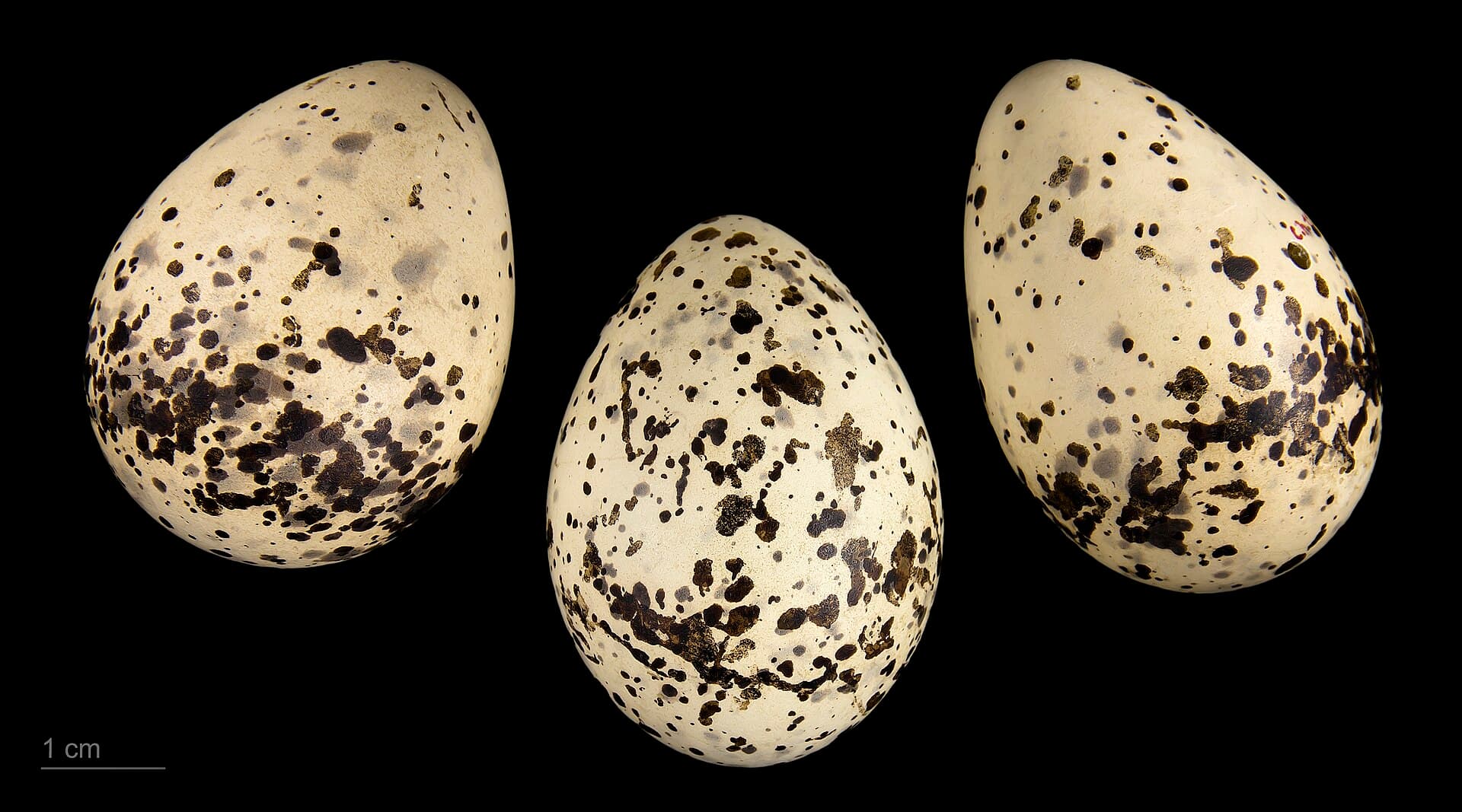 Witwangstern (Chlidonias hybrida) - Chlidonias hybrida MHNT.ZOO.2010.11.141.1