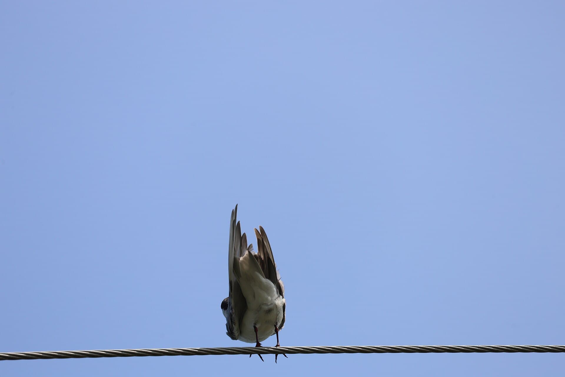 Witwangstern (Chlidonias hybrida) - Whiskered tern from Changaram wetland, Kerala (3)