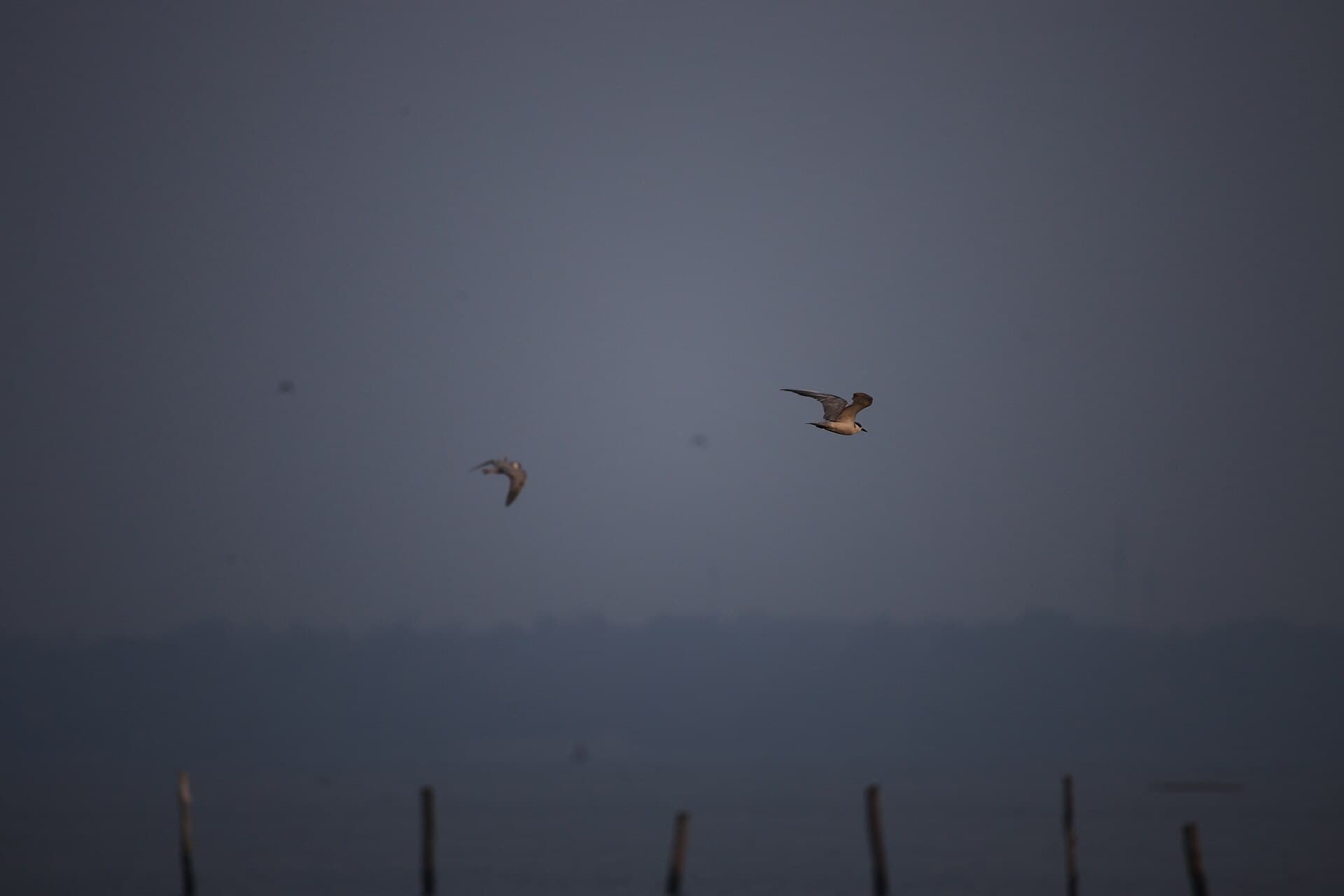 Witwangstern (Chlidonias hybrida) - Whiskered terns flying, Bund road, Kottayam (3)