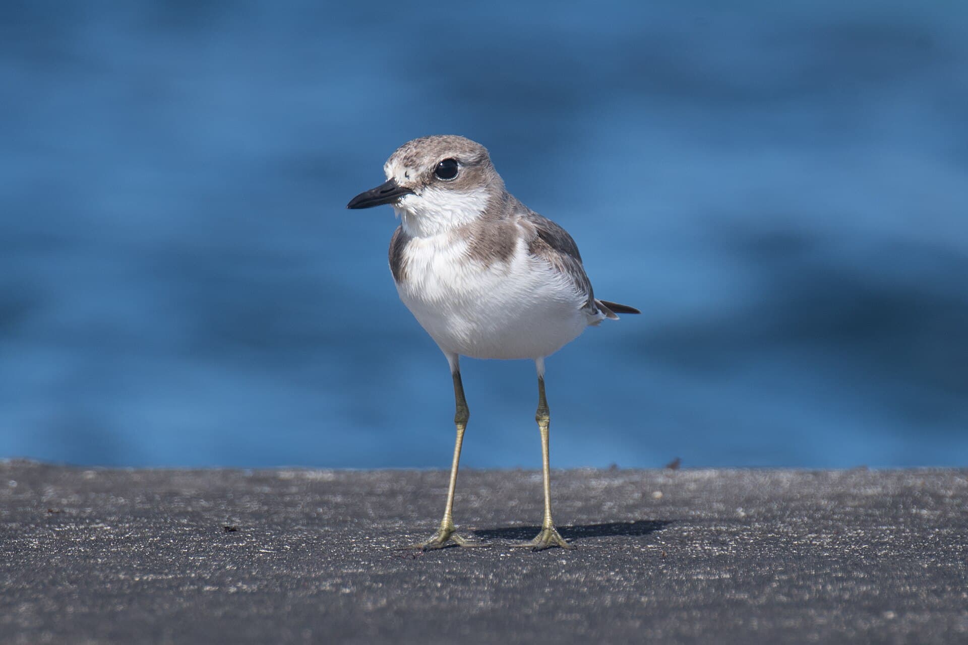 Woestijnplevier (Charadrius leschenaultii) - 2021-11 Amsterdam Island - Greater sand plover 05