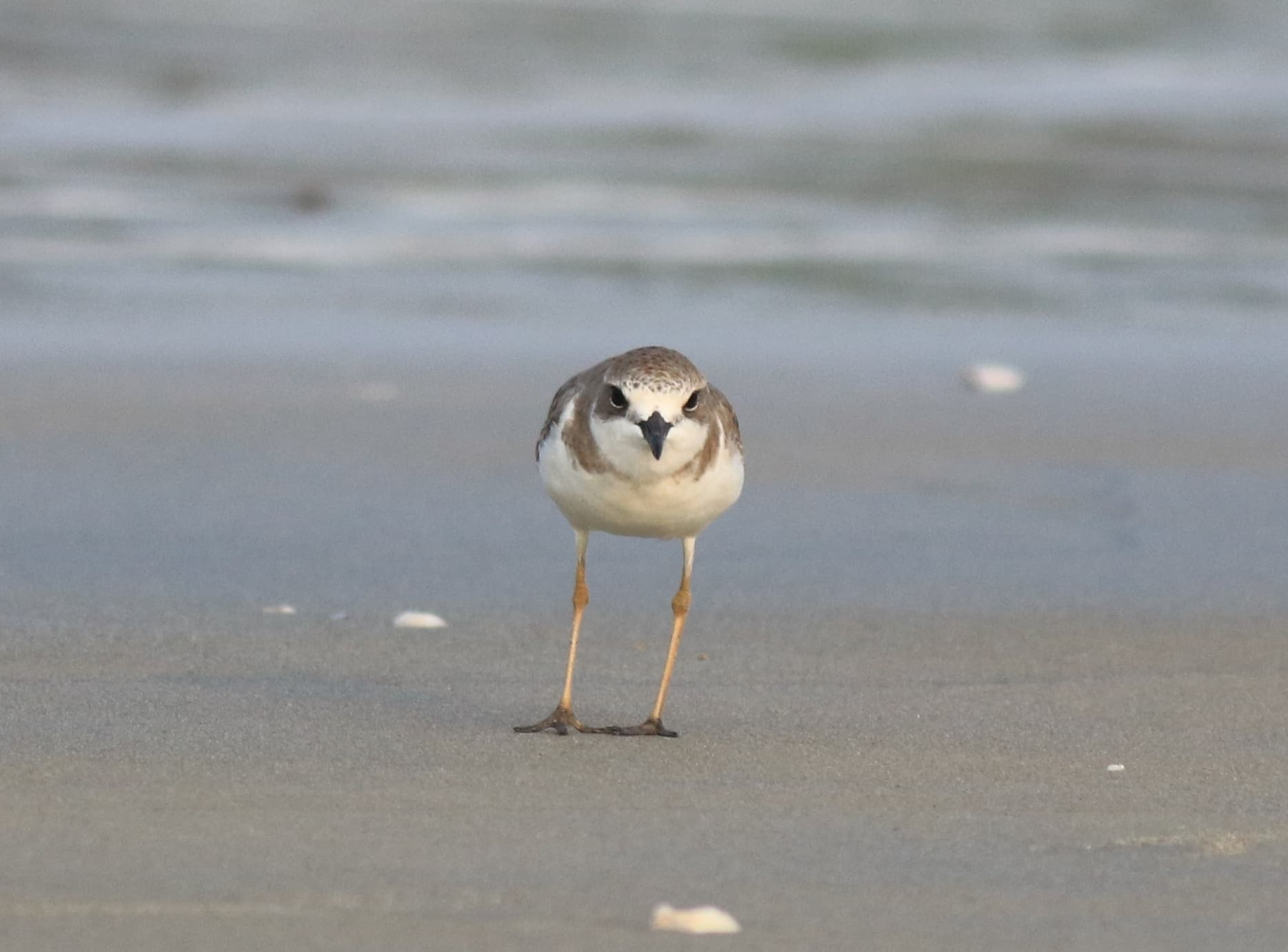 Woestijnplevier (Charadrius leschenaultii) - Greater sandplover 51