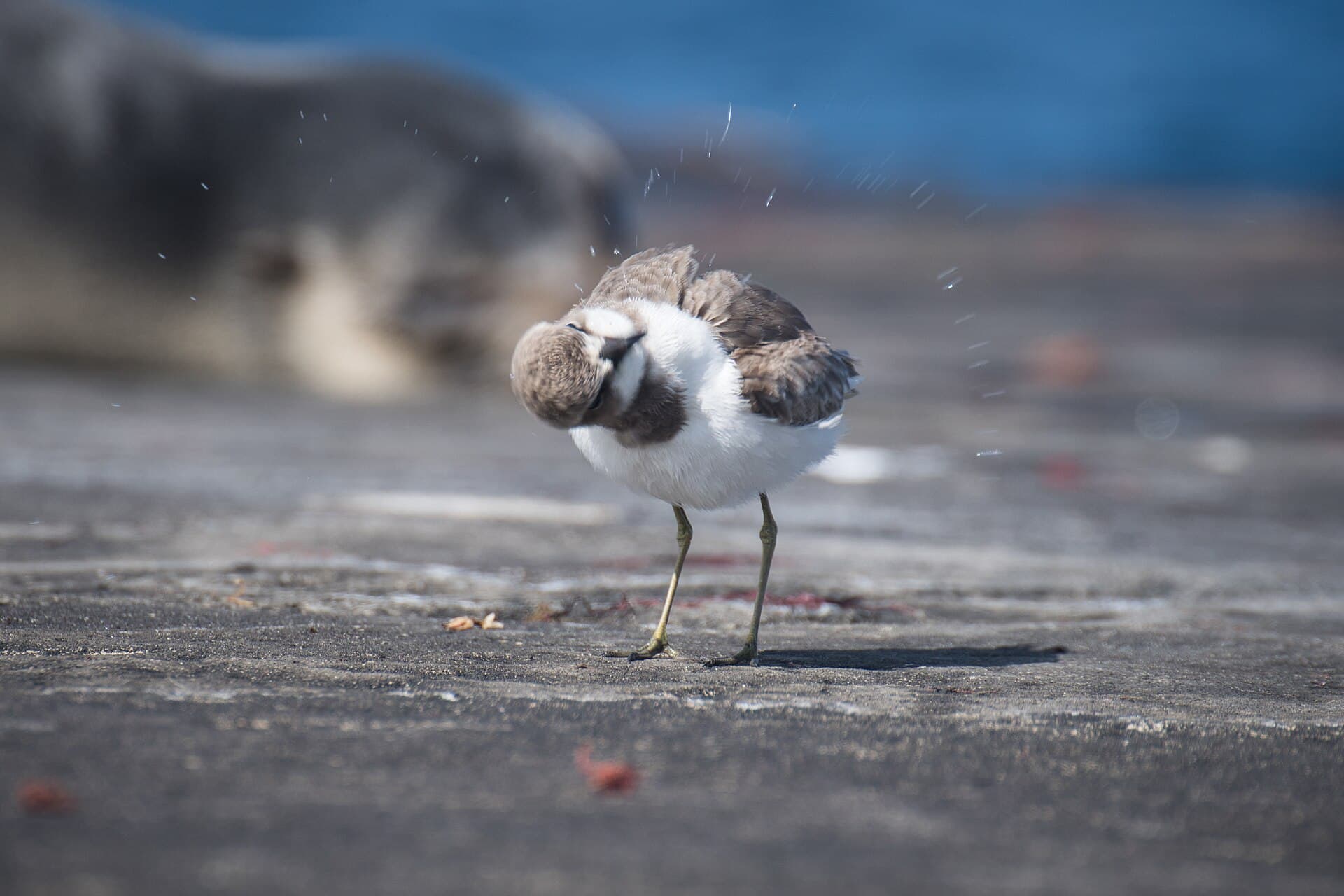 Woestijnplevier (Charadrius leschenaultii) - 2021-11 Amsterdam Island - Greater sand plover 03