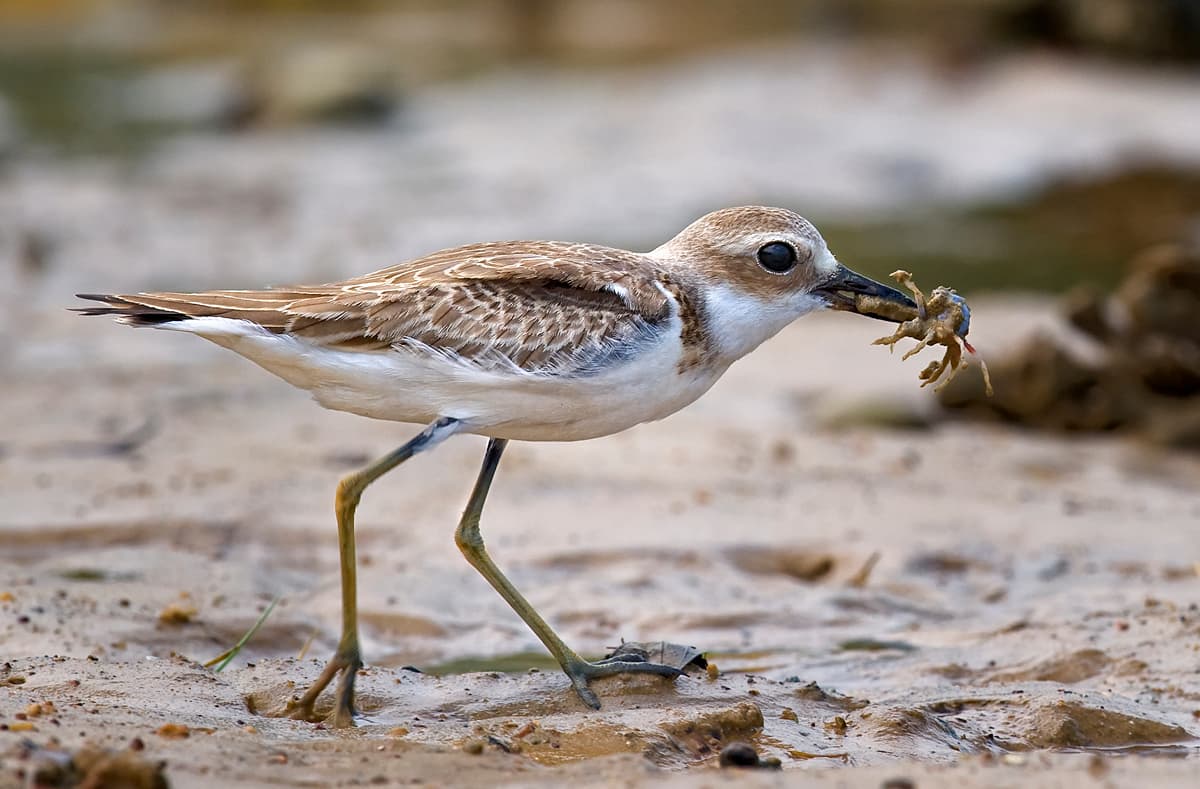 Woestijnplevier (Charadrius leschenaultii) - Greater Sand Plover