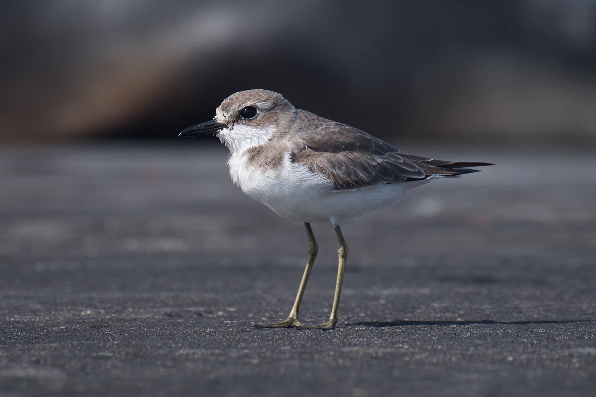 Woestijnplevier (Charadrius leschenaultii) - 2021-11 Amsterdam Island - Greater sand plover 06