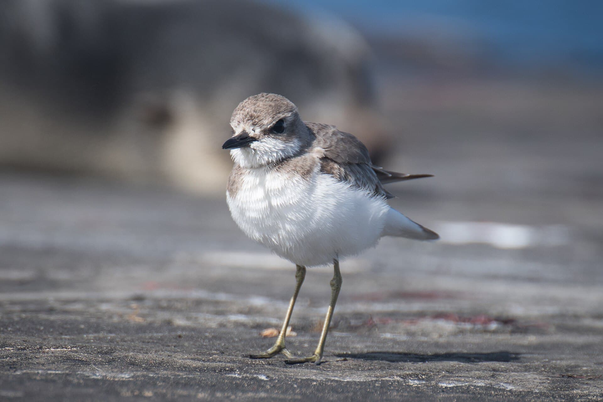 Woestijnplevier (Charadrius leschenaultii) - 2021-11 Amsterdam Island - Greater sand plover 04