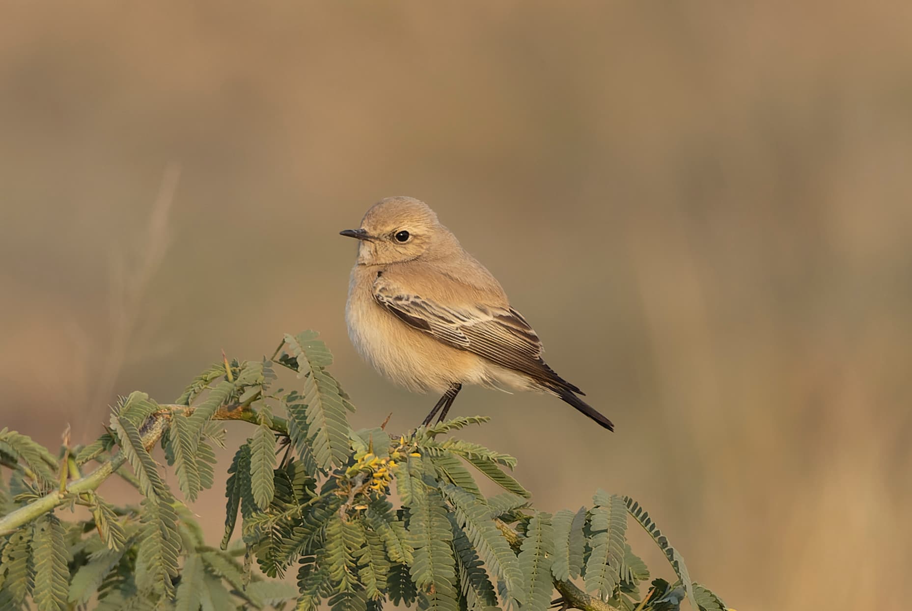Woestijntapuit (Oenanthe deserti) - Desert Wheatear in Tal Chhapar Sanctuary November 2025 by Tisha Mukherjee 08