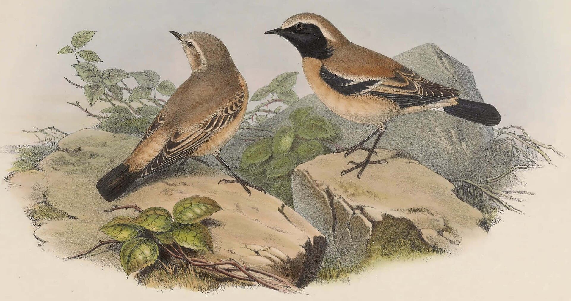 Woestijntapuit (Oenanthe deserti) - Saxicola atrogularis, John Gould