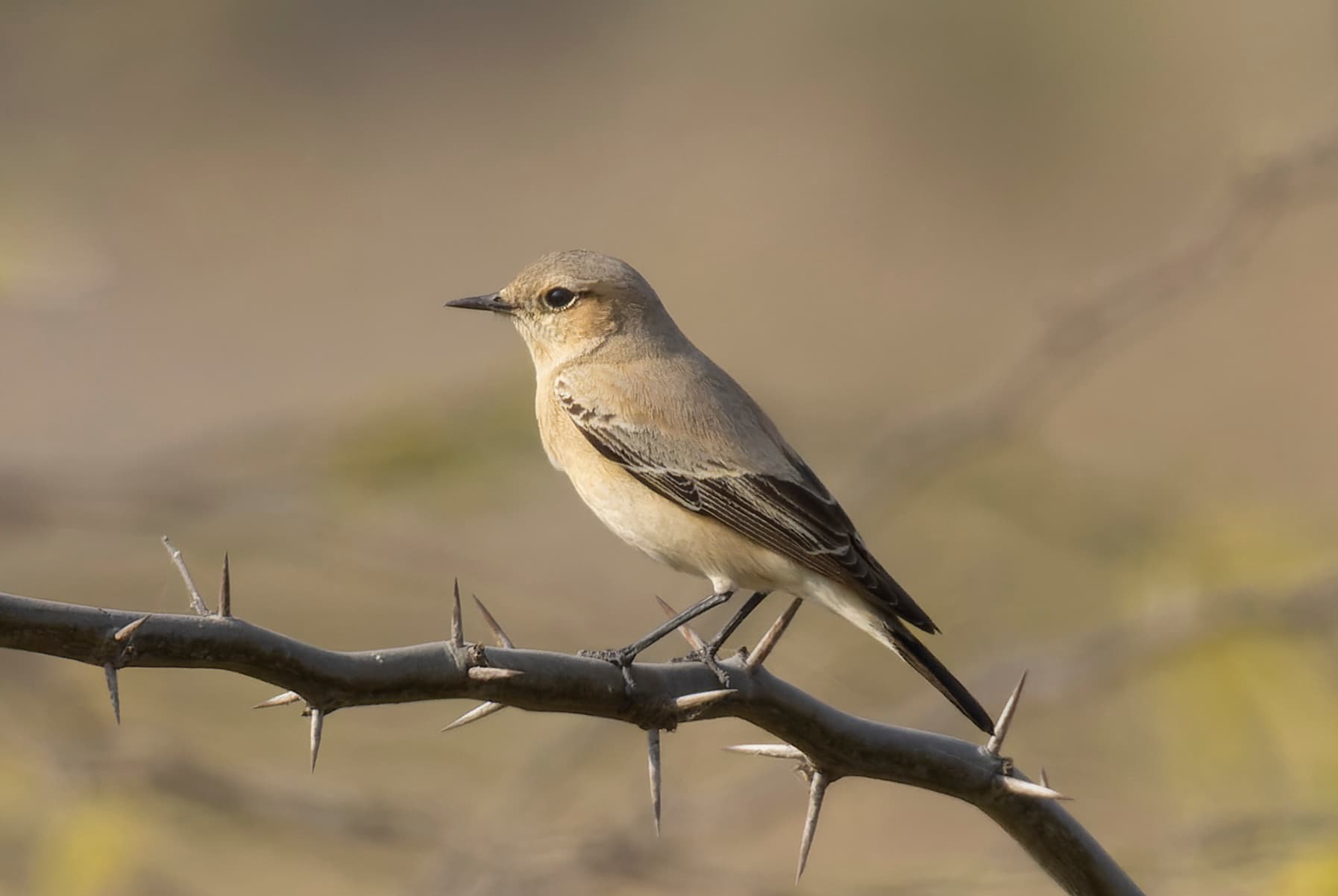 Woestijntapuit (Oenanthe deserti) - Desert Wheatear in Tal Chhapar Sanctuary November 2025 by Tisha Mukherjee 04