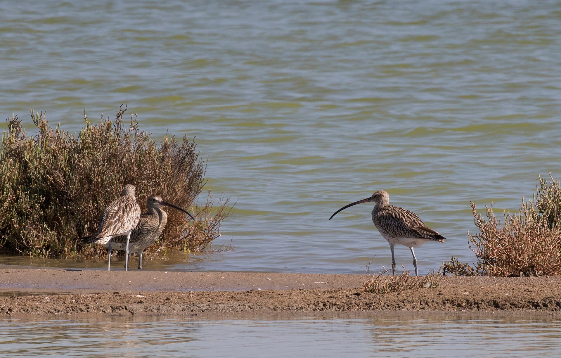 Wulp (Numenius arquata) - Numenius arquata - Eurasian Curlew, Mersin 2018-09-23 17