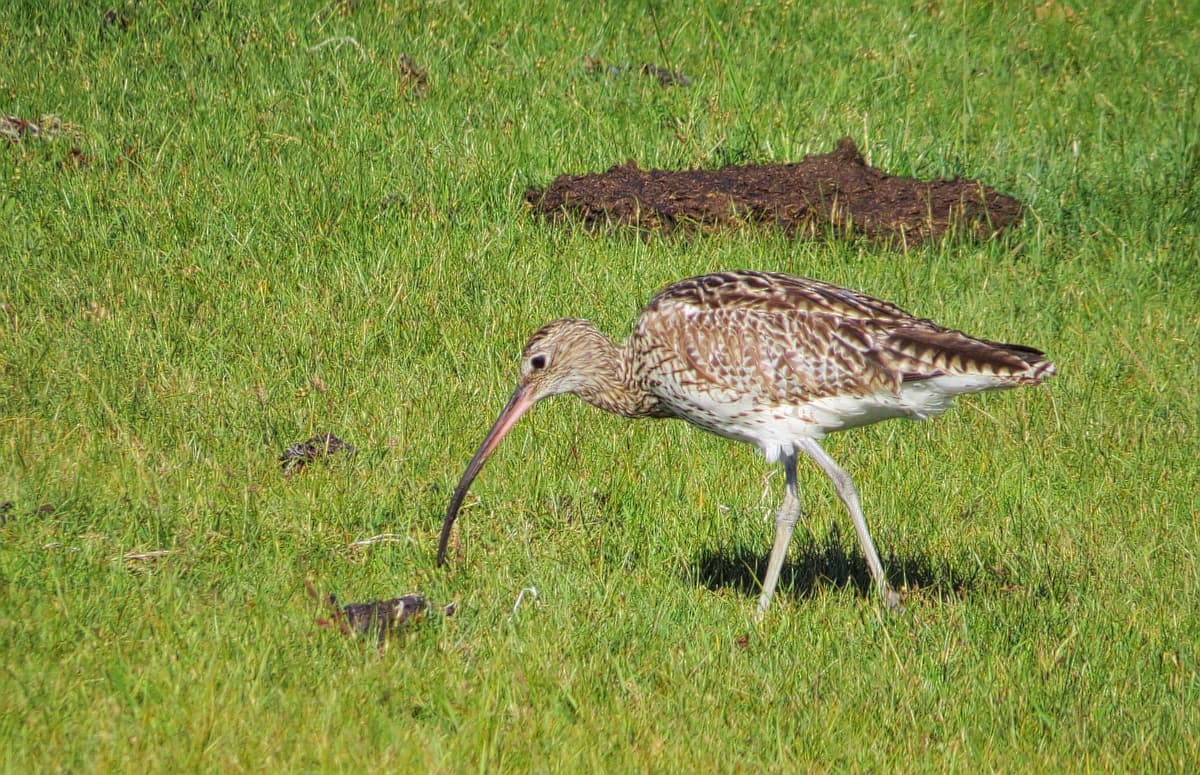 Wulp (Numenius arquata) - Storspov Eurasian Curlew (14519415334)