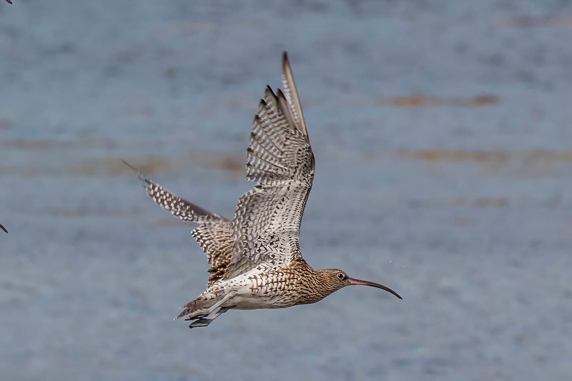 Wulp (Numenius arquata) - Curlew (Numenius arquata) in flight