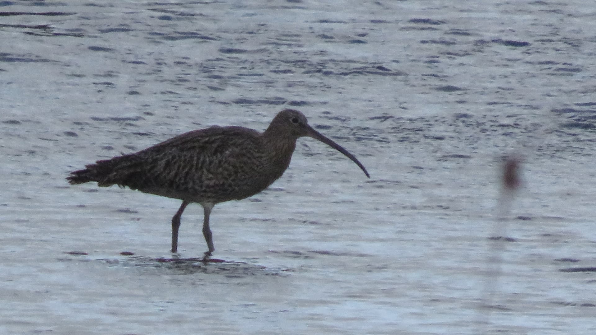 Wulp (Numenius arquata) - Curlew-6853, Dingle Peninsula, Co. Kerry, Ireland