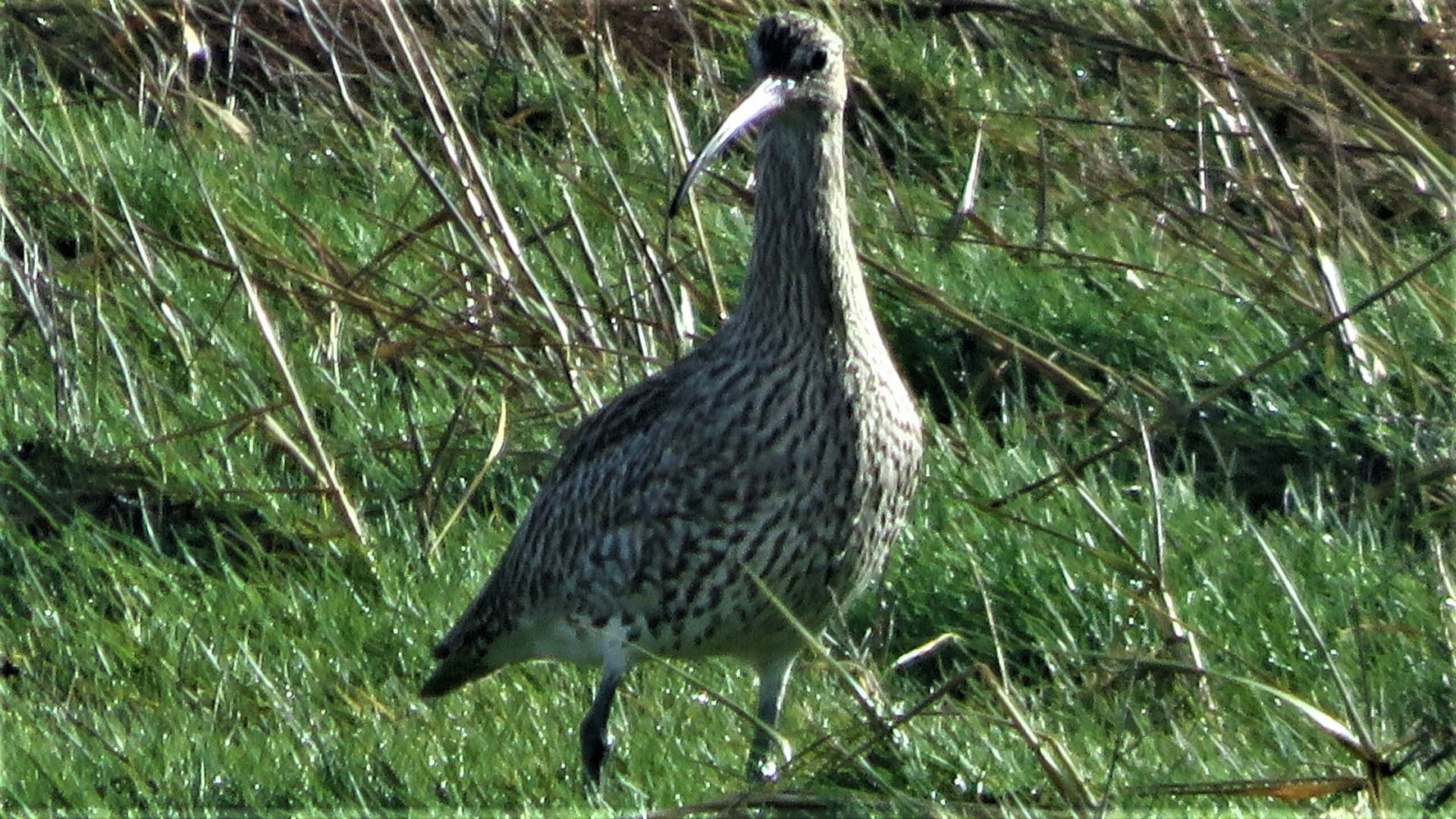 Wulp (Numenius arquata) - Curlew-6881, Dingle Peninsula, Co. Kerry, Ireland