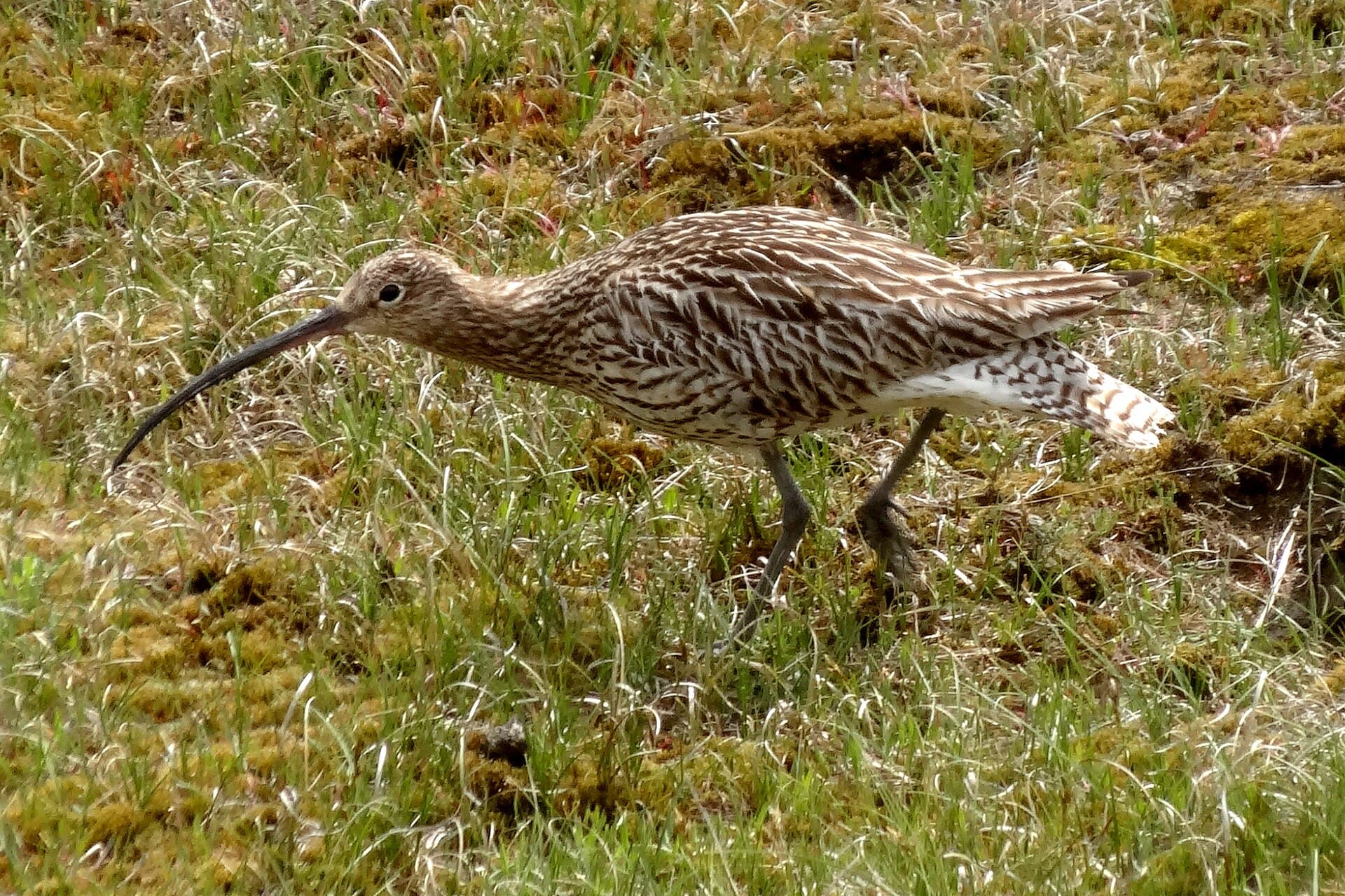 Wulp (Numenius arquata) - Nationalpark Niedersächsisches Wattenmeer - Norderney - Großer Brachvogel (1)