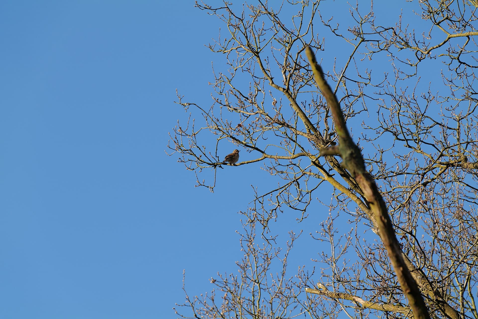 Zanglijster (Turdus philomelos) - Turdus philomelos Spandauer Forst 2020-04-14 02