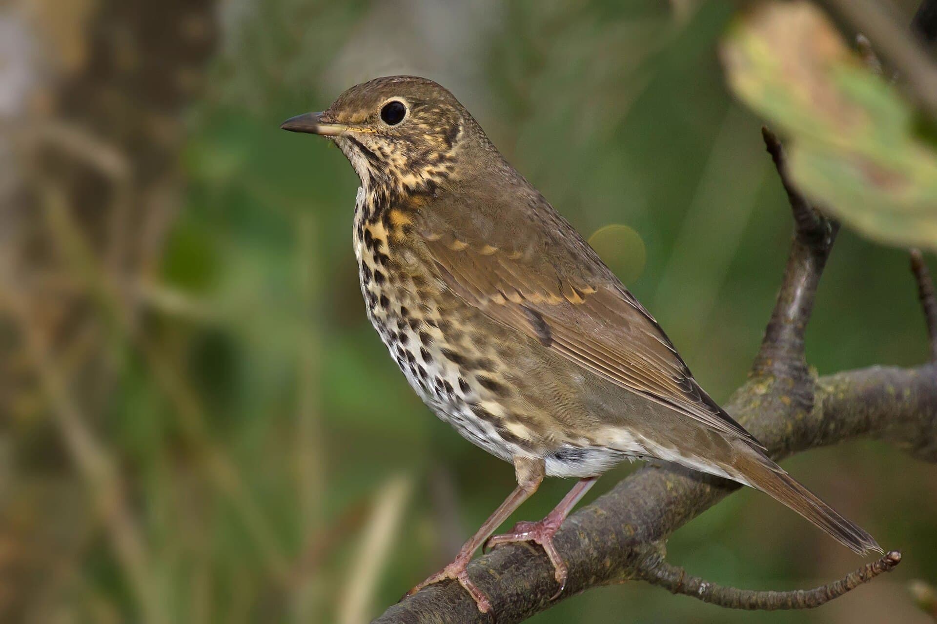 Zanglijster (Turdus philomelos) - Song Thrush Turdus philomelos