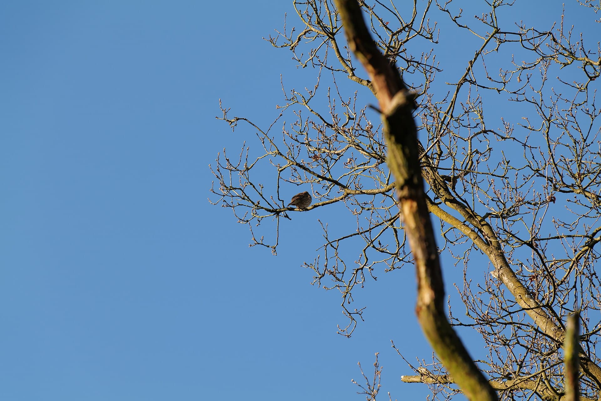 Zanglijster (Turdus philomelos) - Turdus philomelos Spandauer Forst 2020-04-14 04