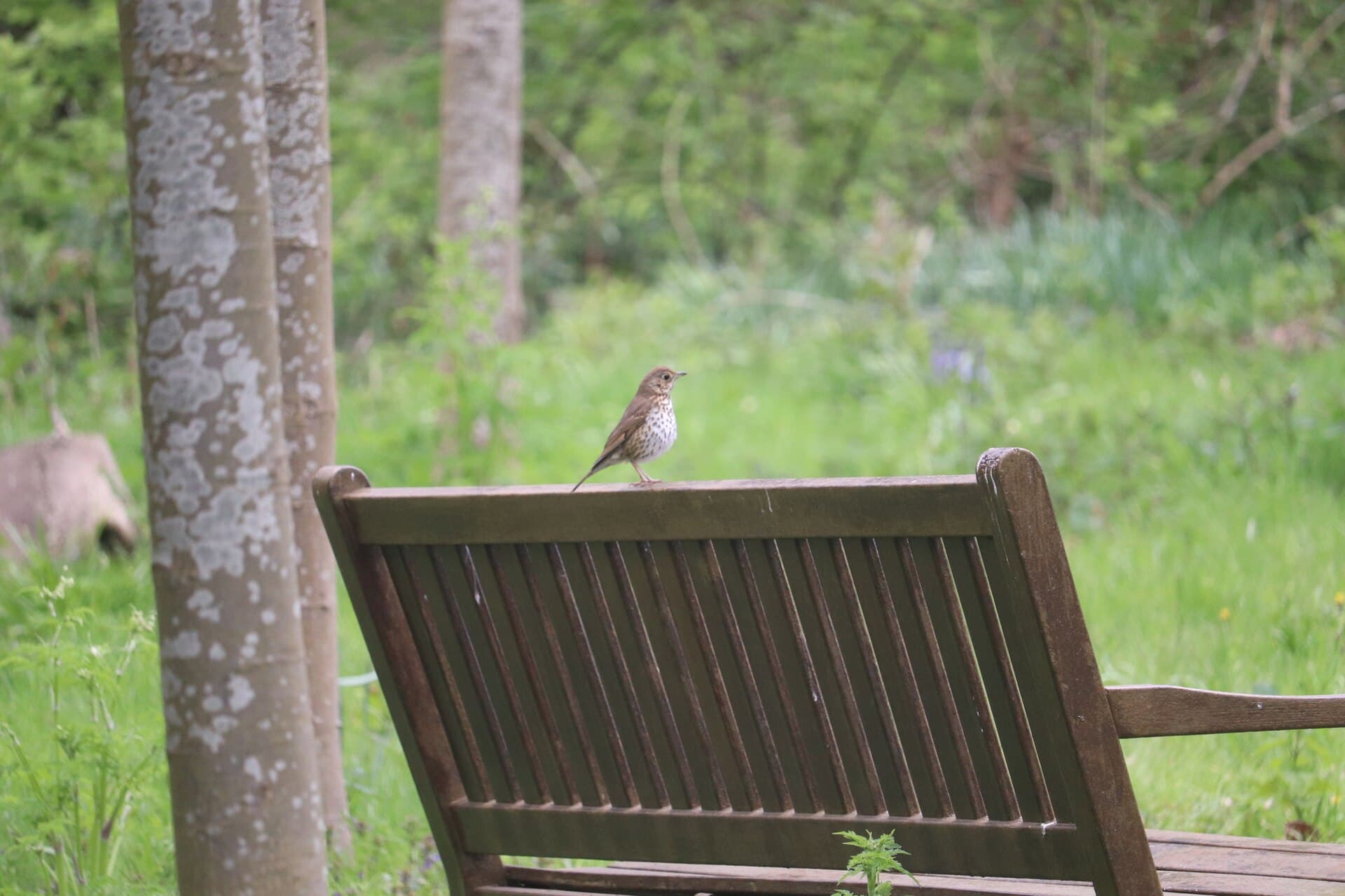 Zanglijster (Turdus philomelos) - Turdus philomelos 122944673