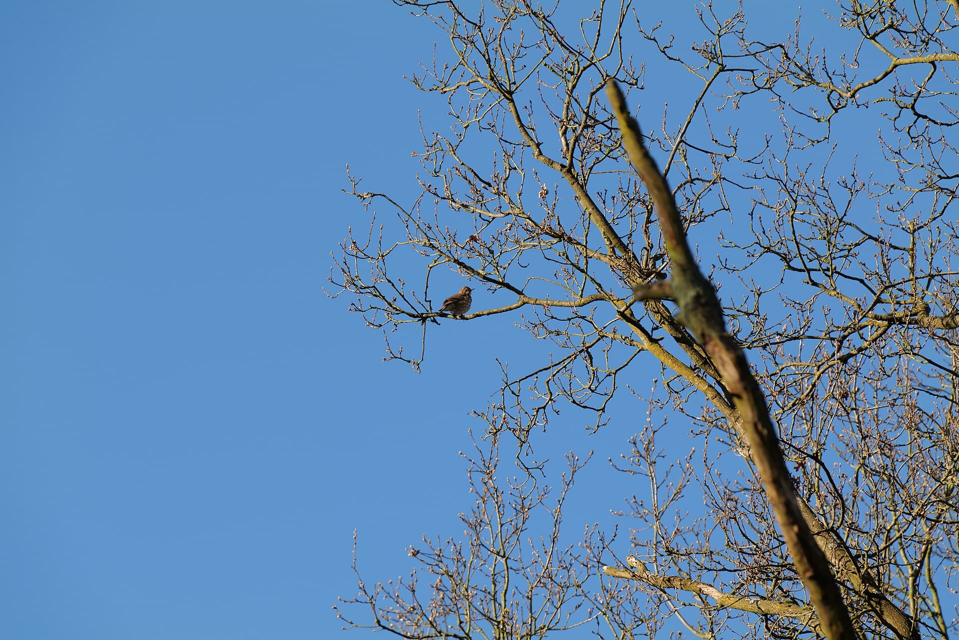 Zanglijster (Turdus philomelos) - Turdus philomelos Spandauer Forst 2020-04-14 01