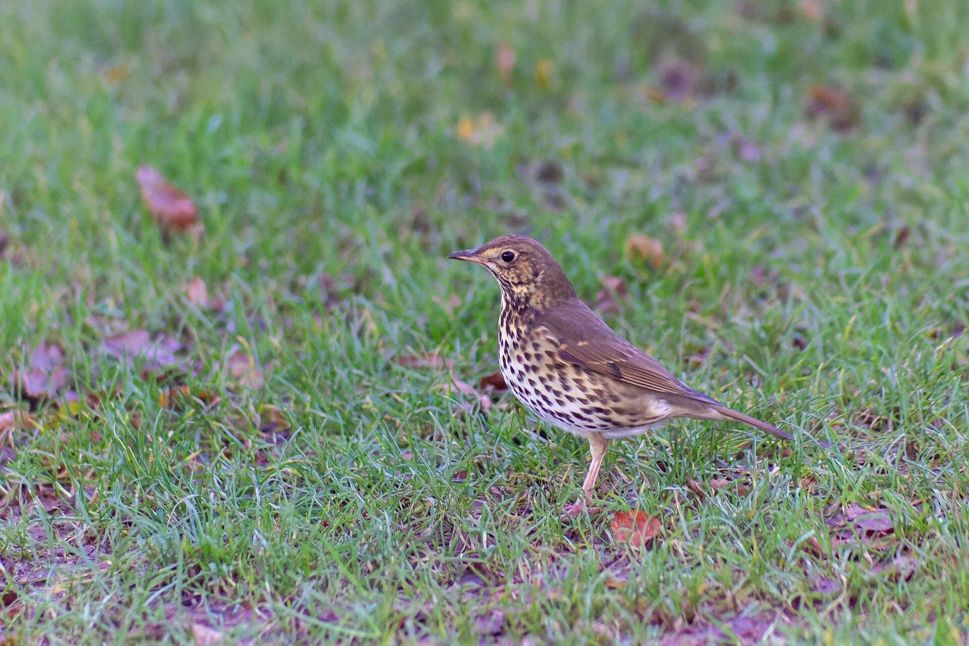 Zanglijster (Turdus philomelos) - Song thrush 20211210