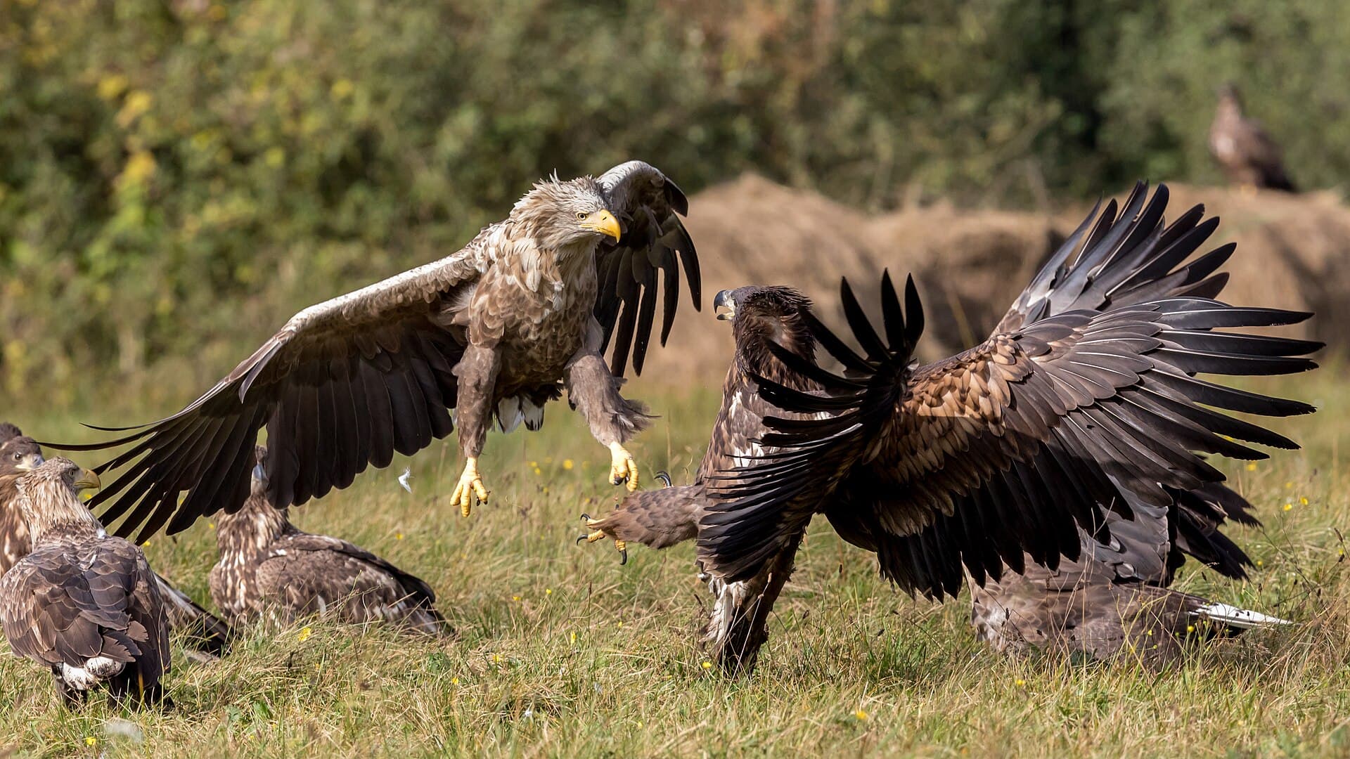 Zeearend (Haliaeetus albicilla) - Fighting white-tailed eagles (Haliaeetus albicilla) (2)