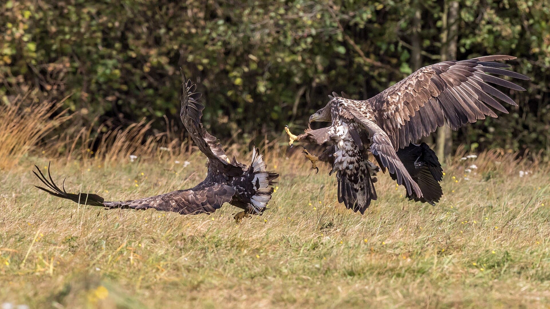 Zeearend (Haliaeetus albicilla) - Fighting white-tailed eagles (Haliaeetus albicilla) (3)