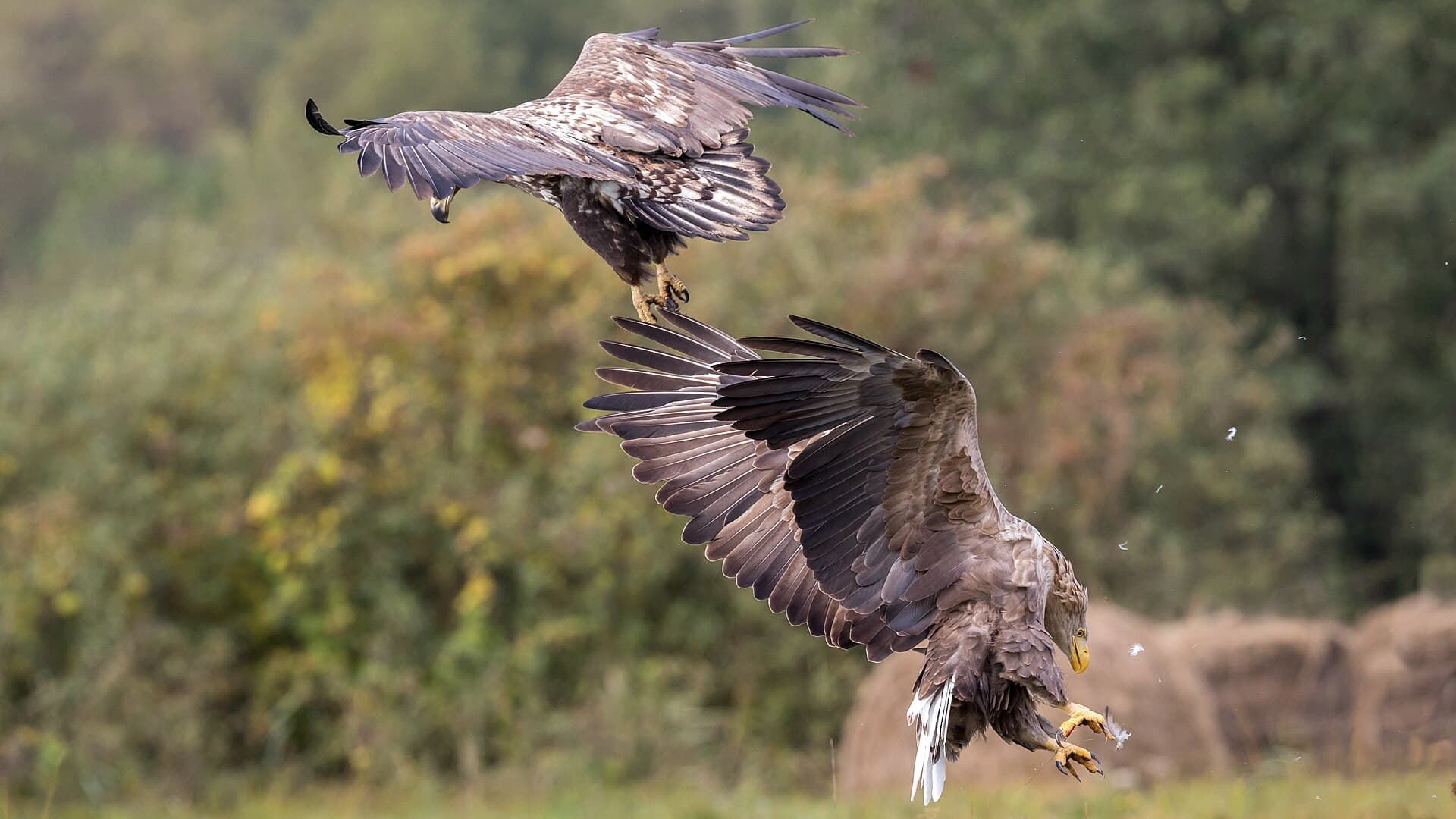 Zeearend (Haliaeetus albicilla) - The end of a fight between an adult and a juvenile white-tailed eagle (Haliaeetus albicilla)