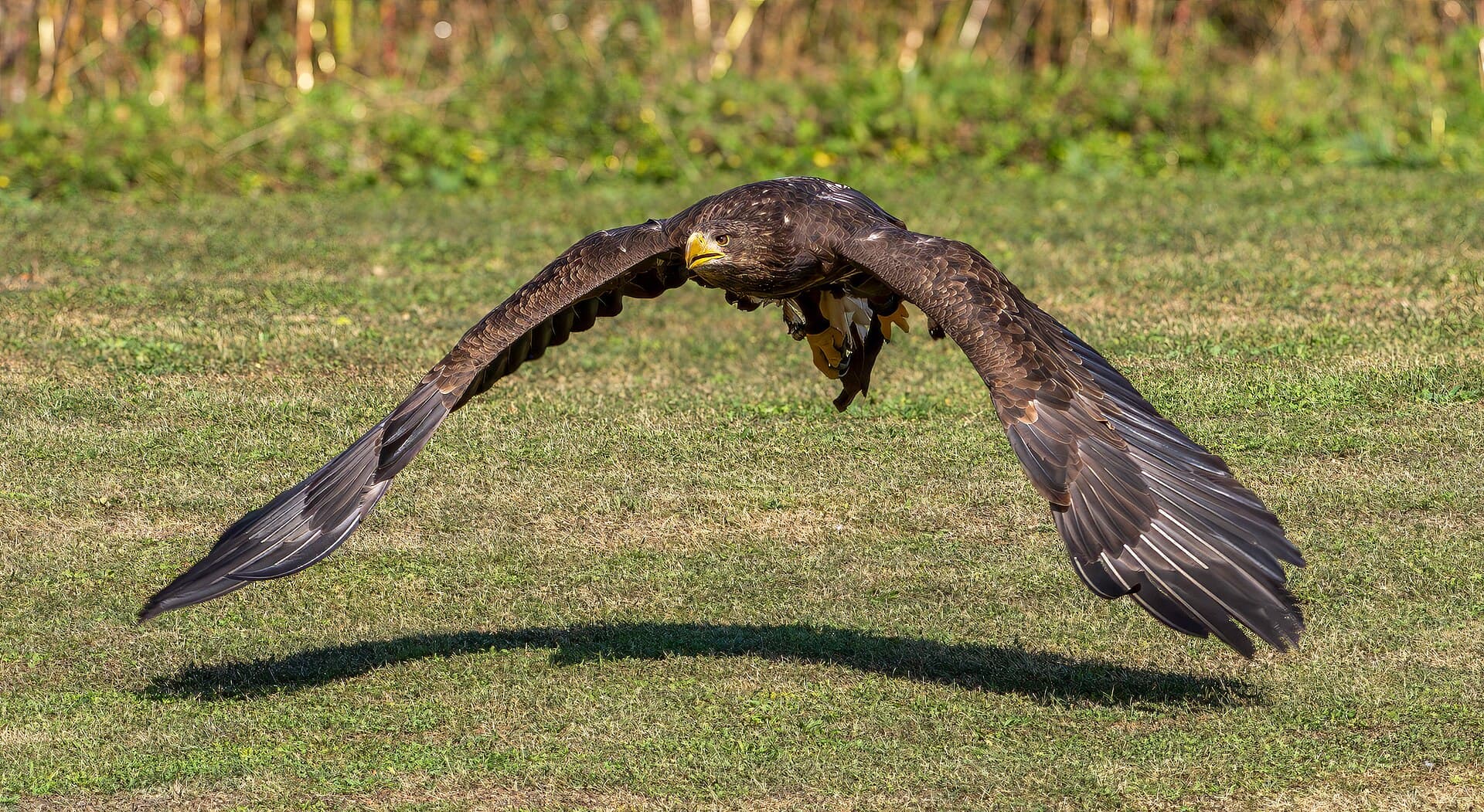 Zeearend (Haliaeetus albicilla) - Wildpark Schloss Tambach Seeadler-20240908-RM-112322