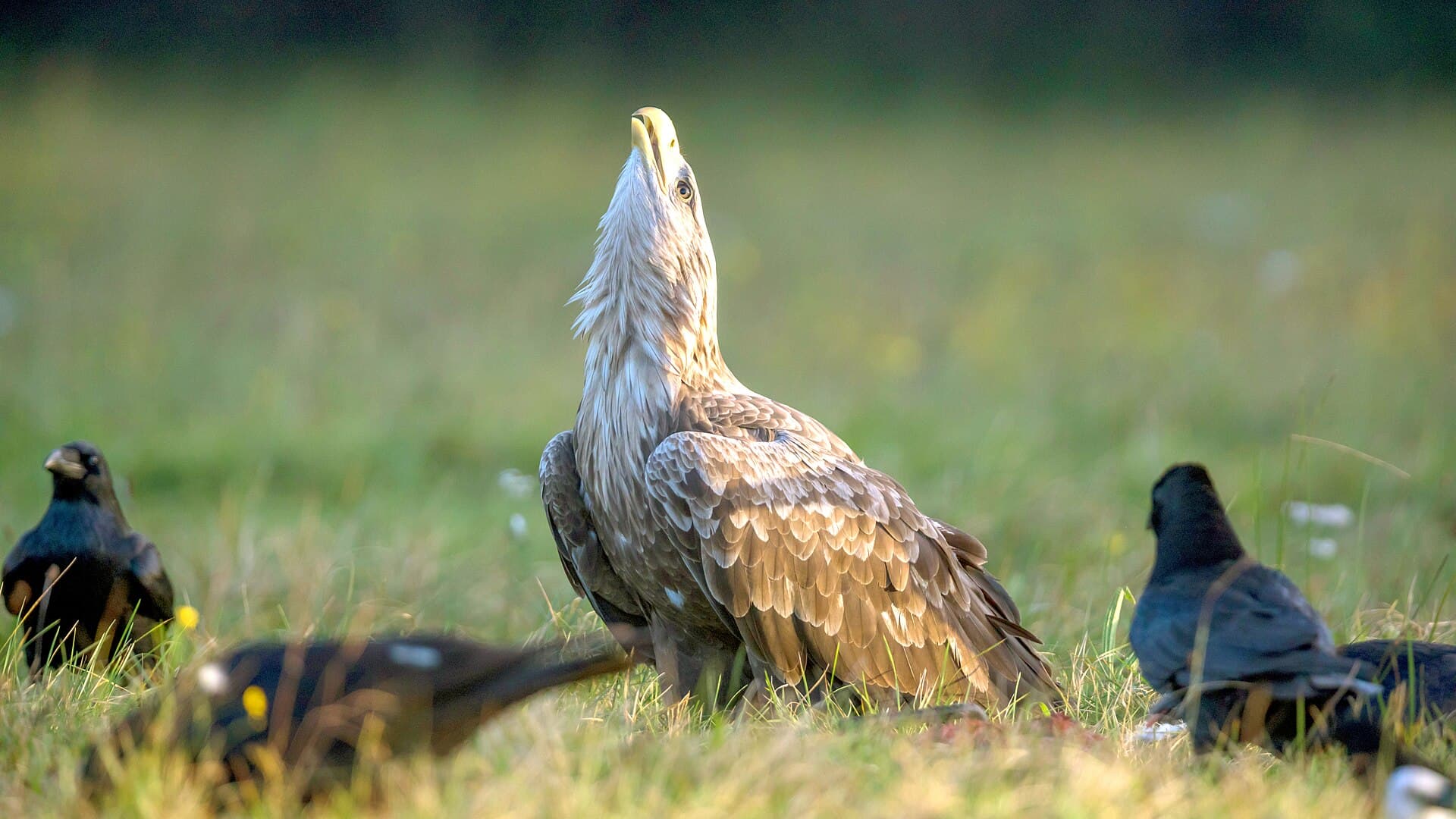 Zeearend (Haliaeetus albicilla) - Adult White-tailed Eagle defending prey, Rezerwat Gostynin-Wloclawek, Poland