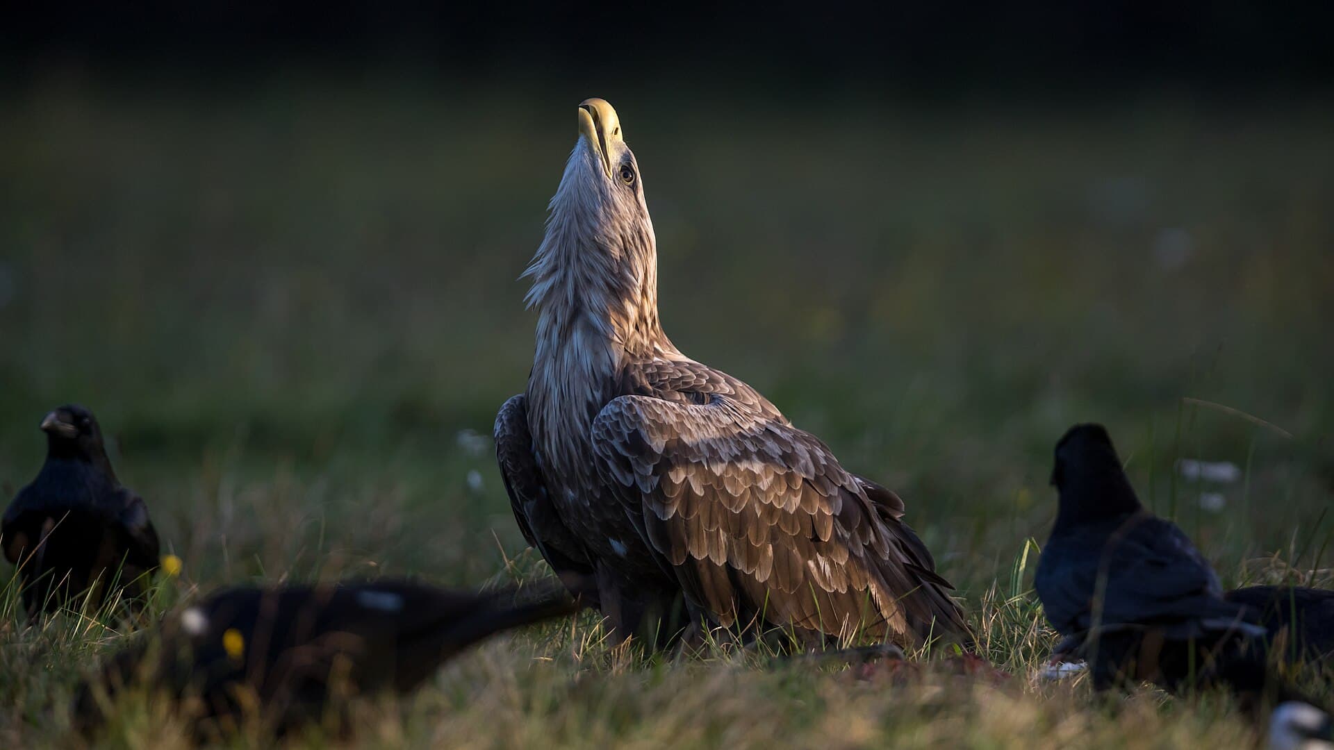 Zeearend (Haliaeetus albicilla) - An adult white-tailed eagle (Haliaeetus albicilla) defending its prey
